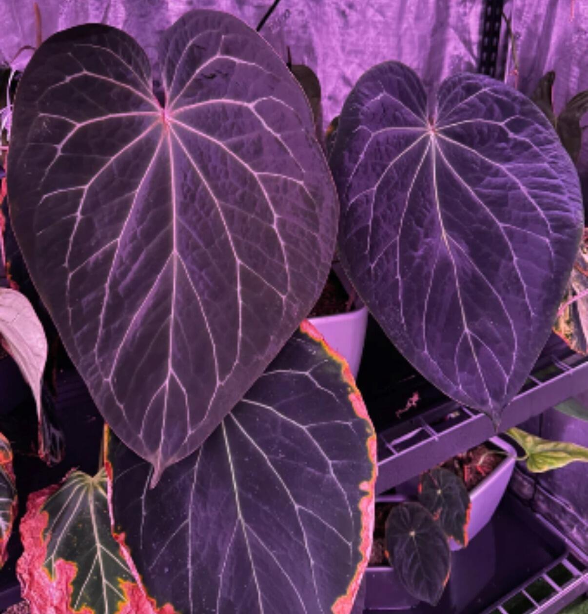 Special cross, bred by Grant of Granthuriums. Night Dragon (select clone  from Siam Flora) x Stripey