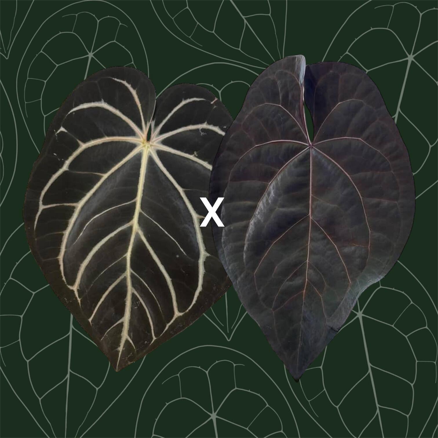 _Anthurium papillilaminum x (Fort Sherman self x antolakii)