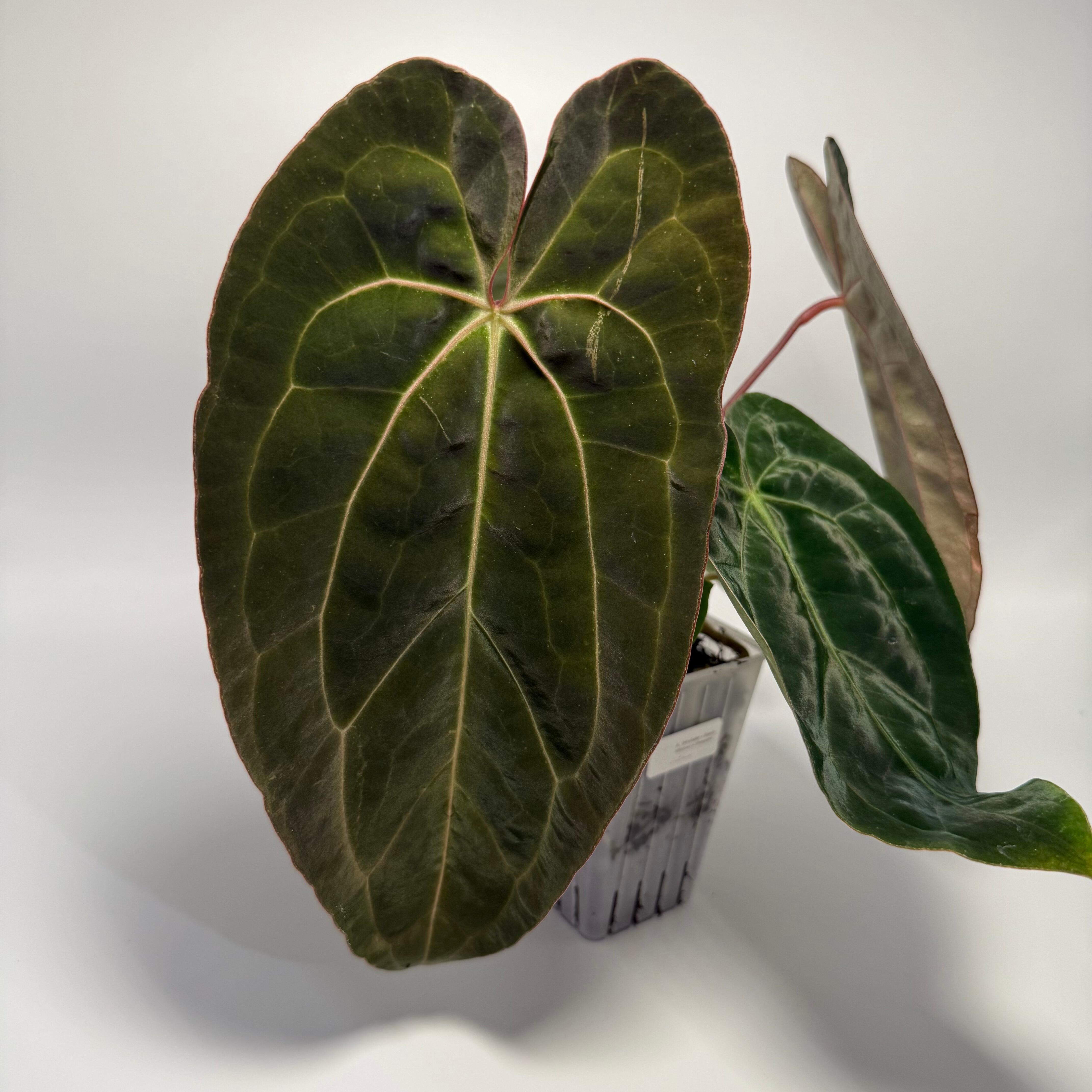 _Anthurium (Black Widow x Michelle) x dressleri