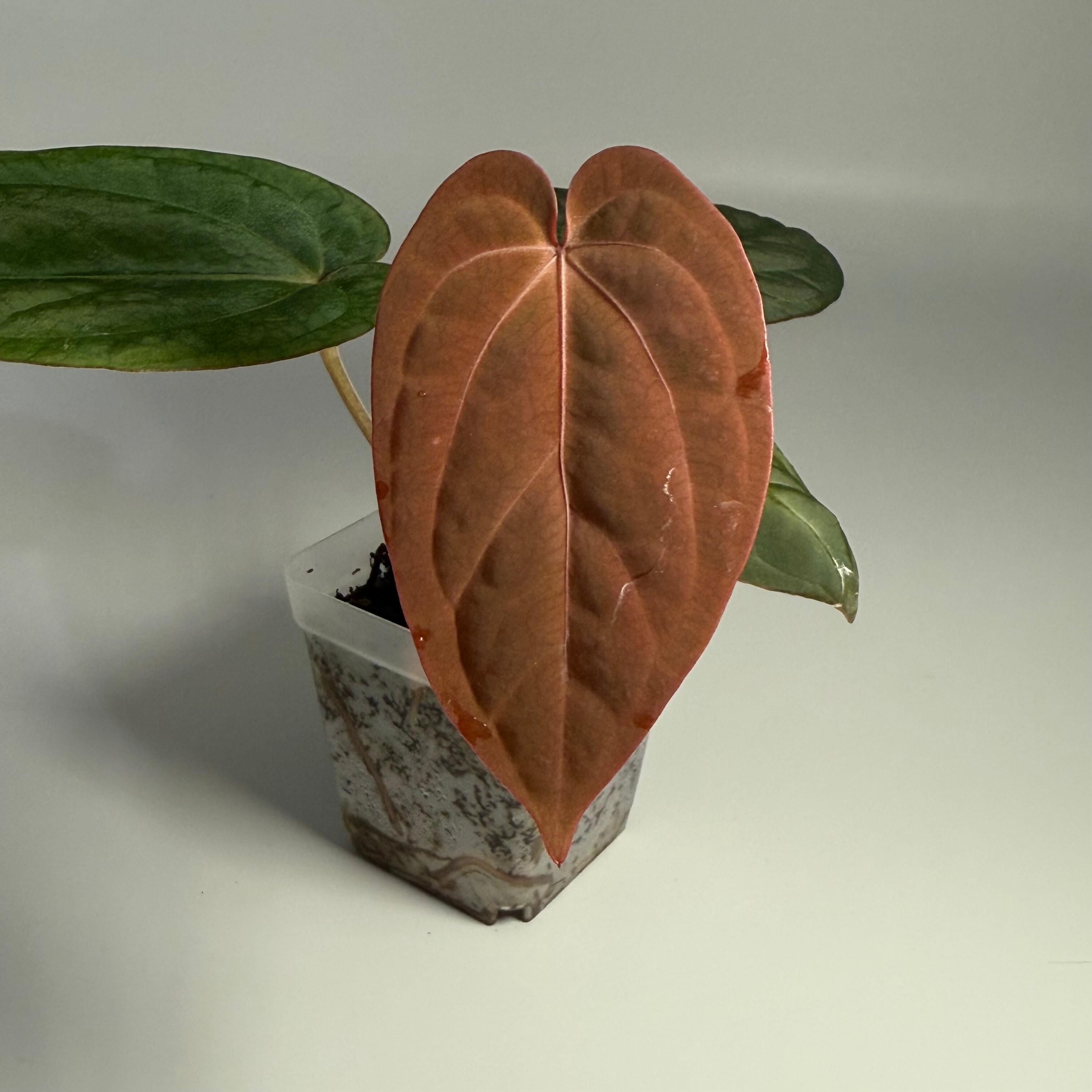 Anthurium (kunayalense x NSE port) x papillilaminum RLFS