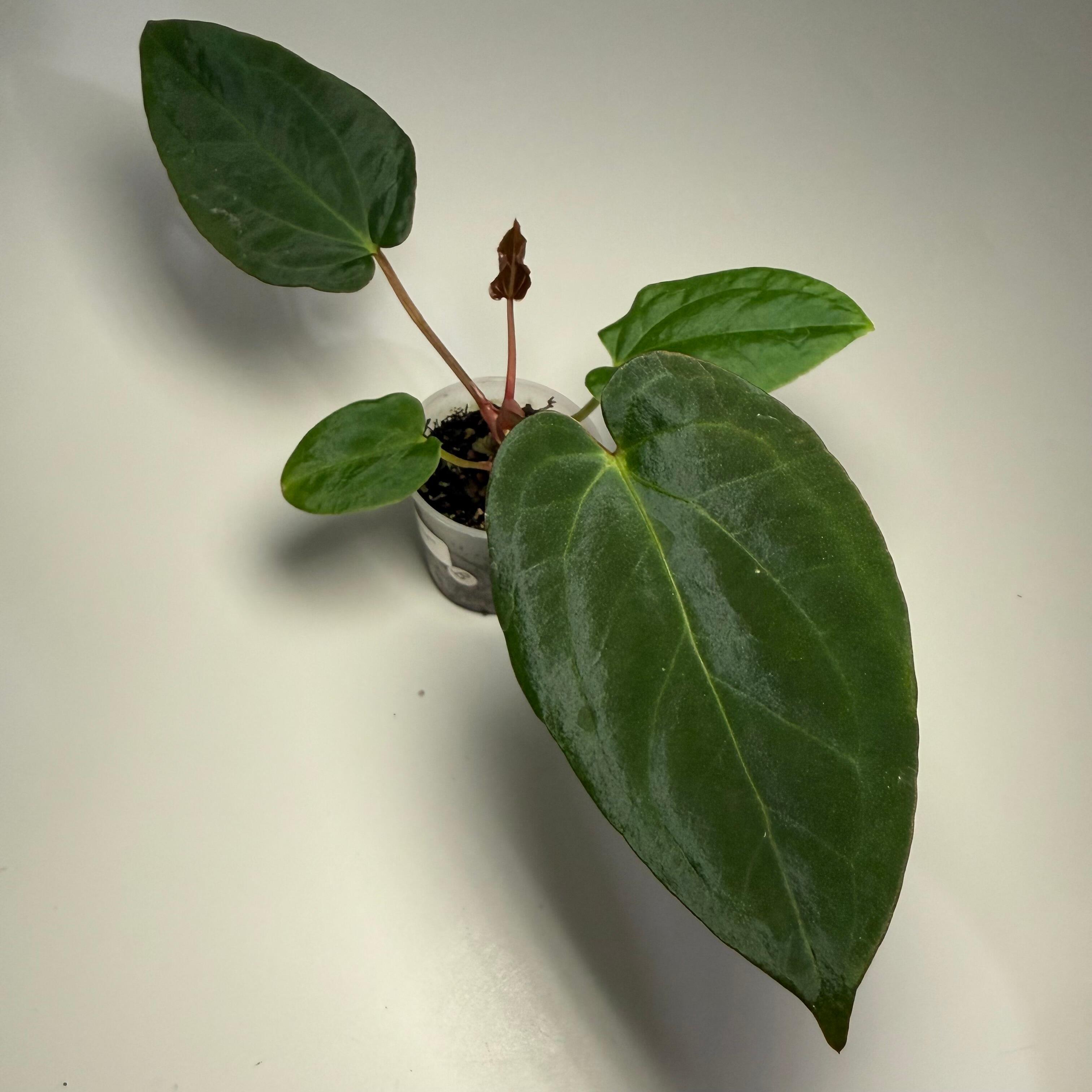 _Anthurium (kunayalense x NSE port) x papillilaminum RLFS