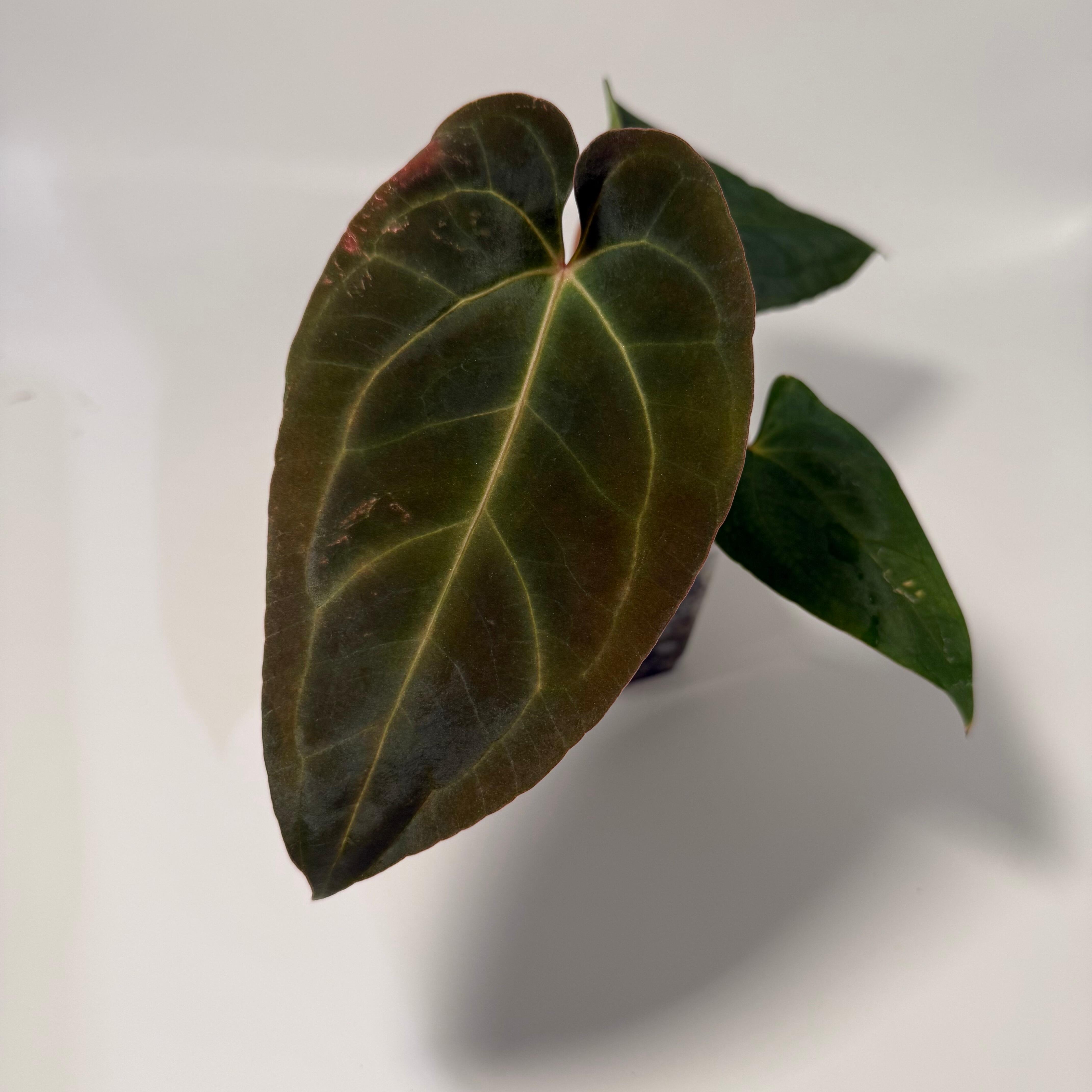 birkenfeige ficus benjamini kaufen Birkenfeige Ficus Exotica in gärtnerischer Qualität kaufen