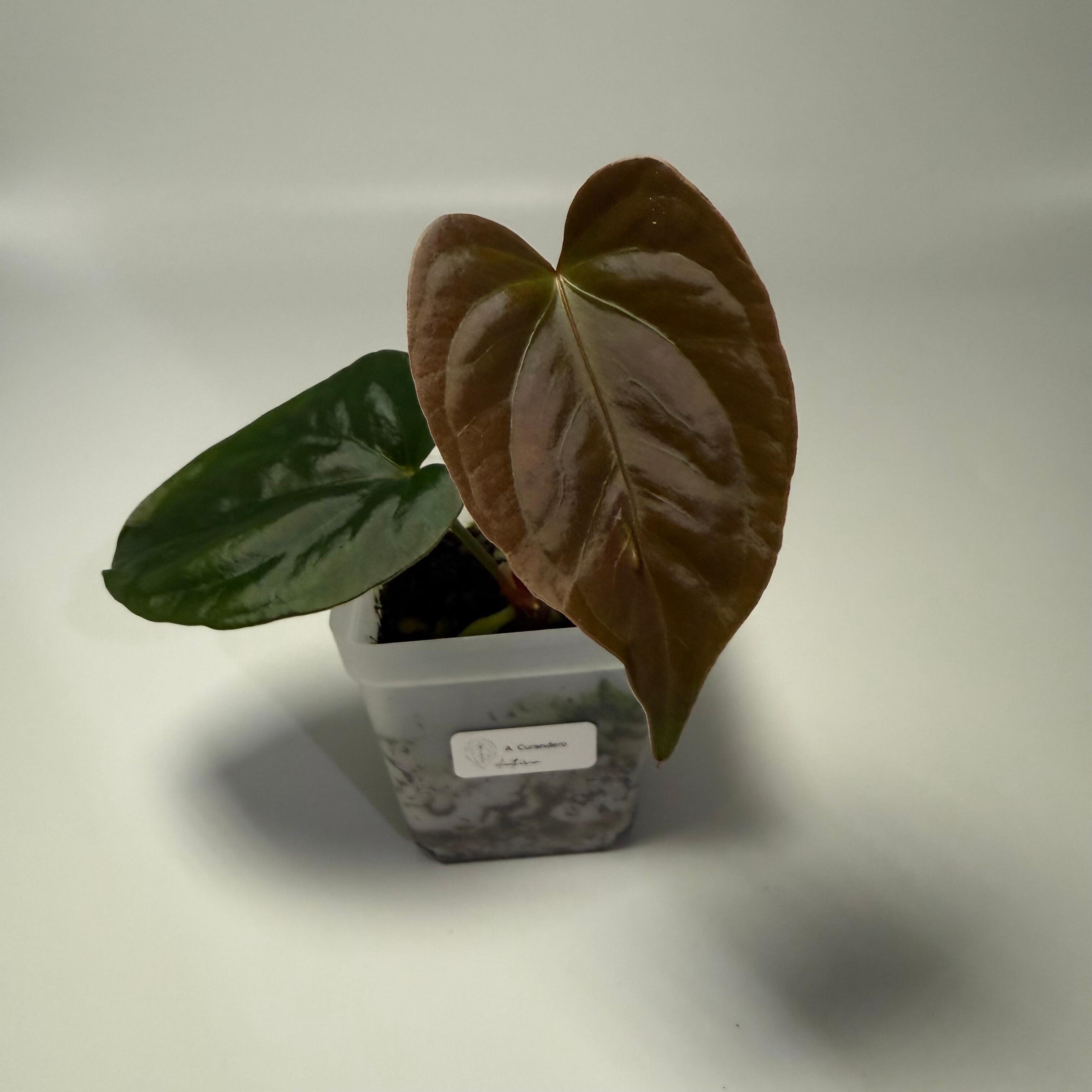 _Anthurium Curandero