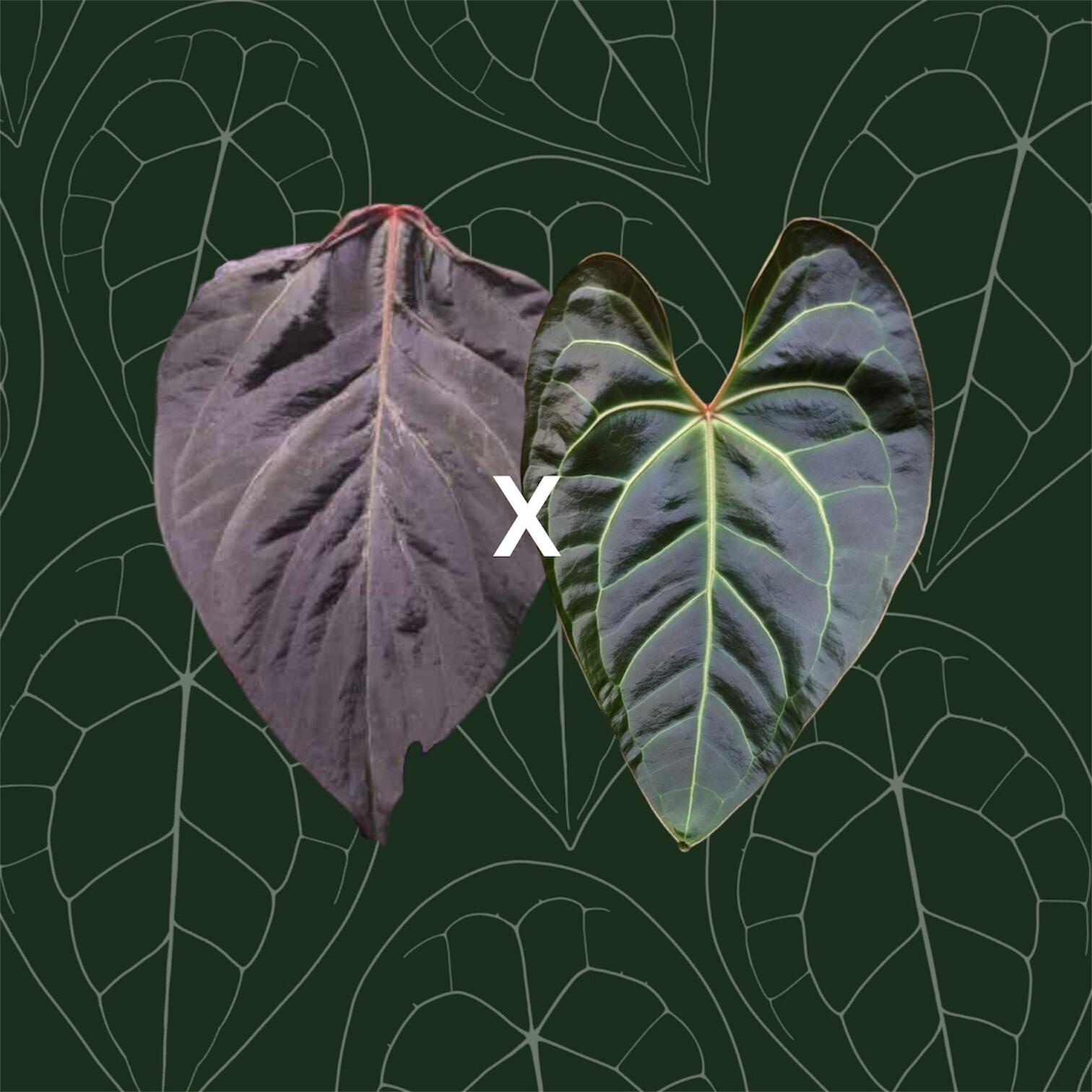 Anthurium