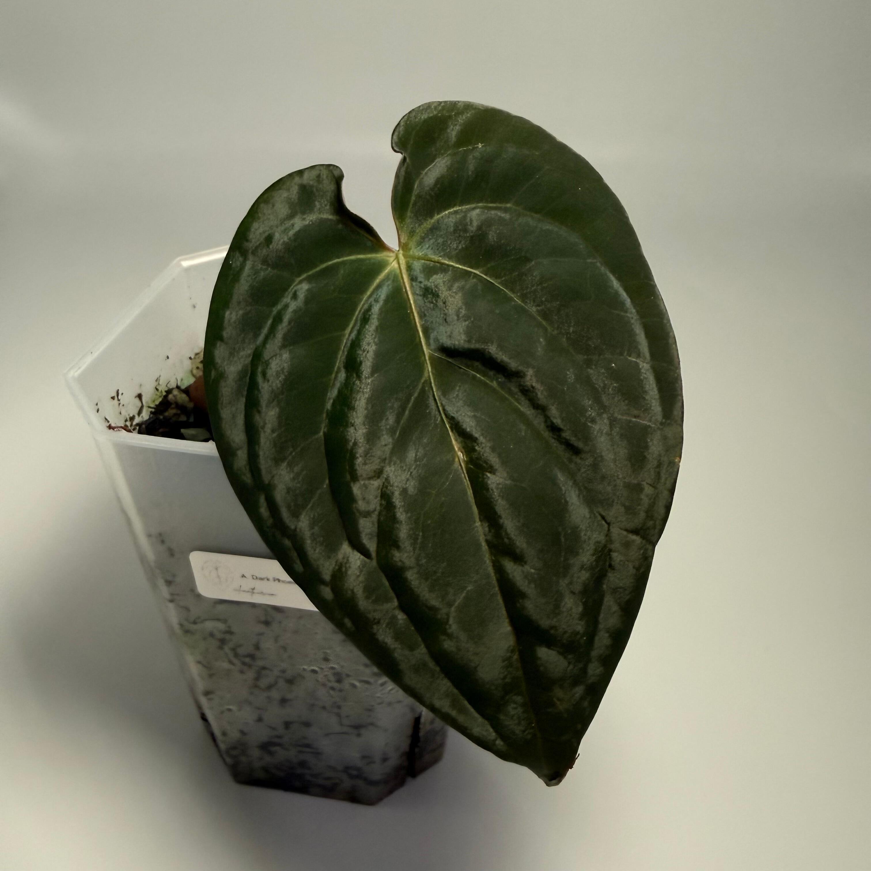 _Anthurium Ace of Purple x (Zara x Michelle)