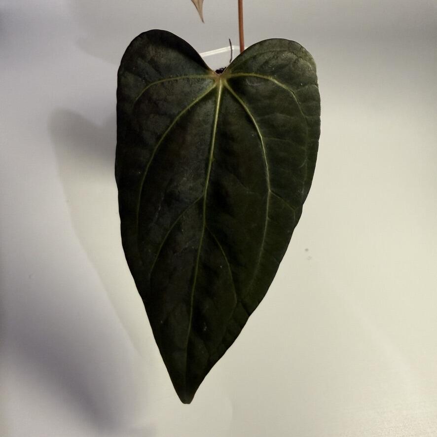 Anthurium carlablackiae x Indo Port