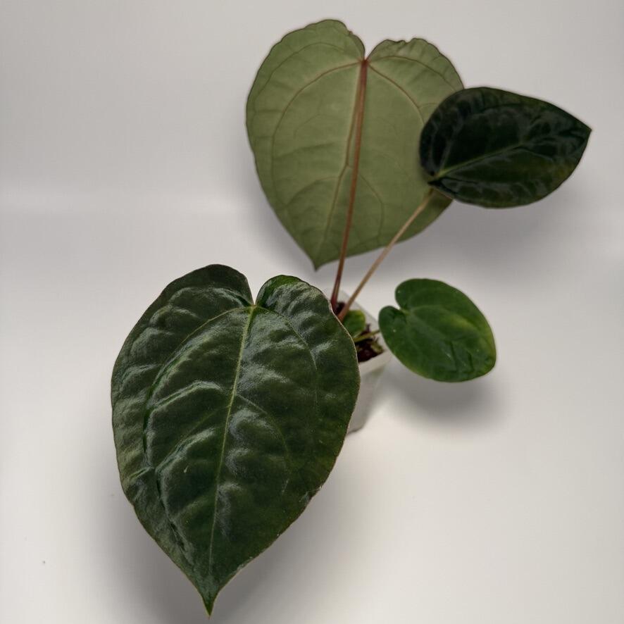 Anthurium Enid's Bench x antolakii / BVEP RA8xRA9