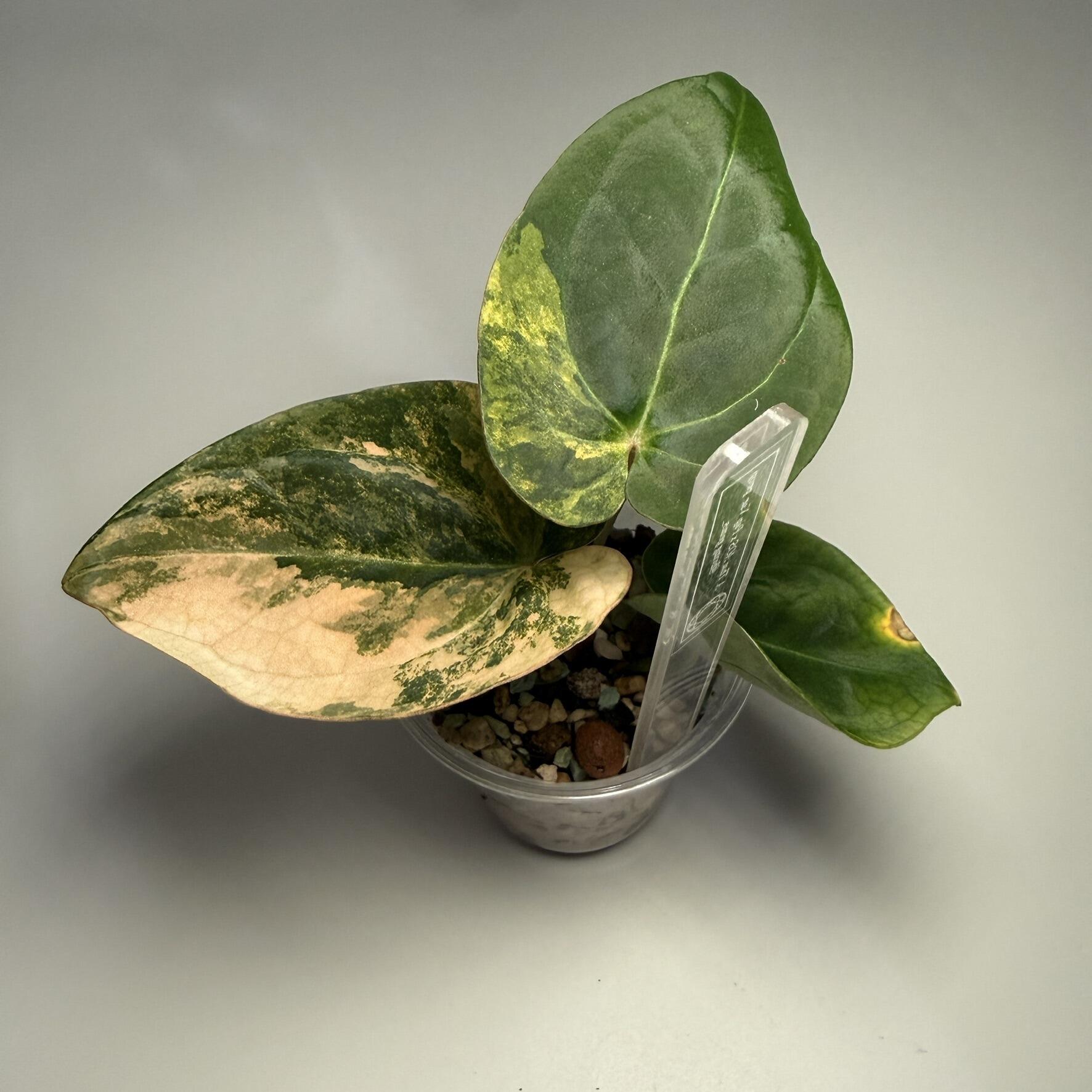 _Anthurium papillilaminum x Red Vein Dark Phoenix (RVDP)