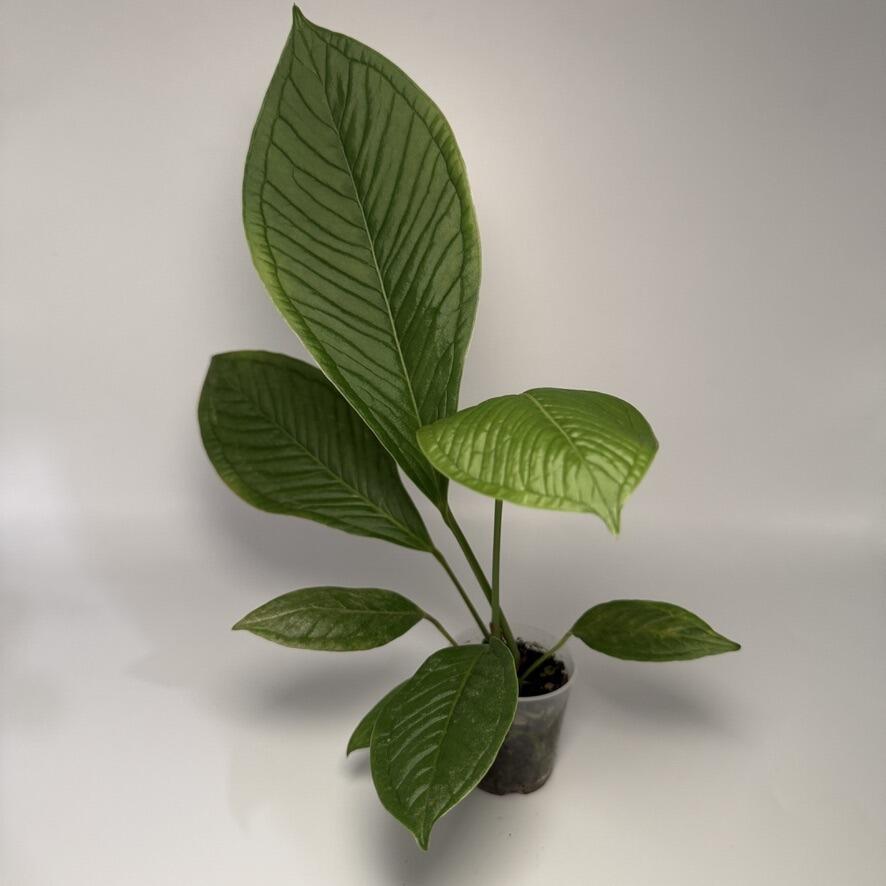 ね*こ様 Anthurium ZARA Anthurium Home, Sweet Home '32' x Zara '14