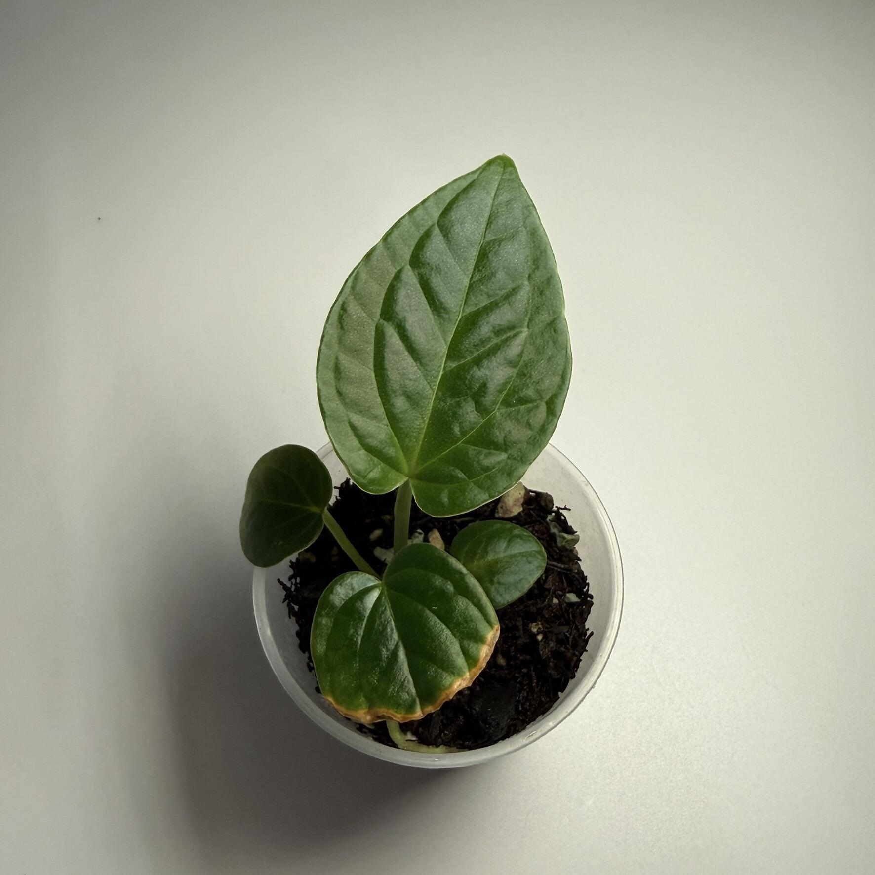 _Anthurium (SKG Silver x Red Crystal) x splendidum