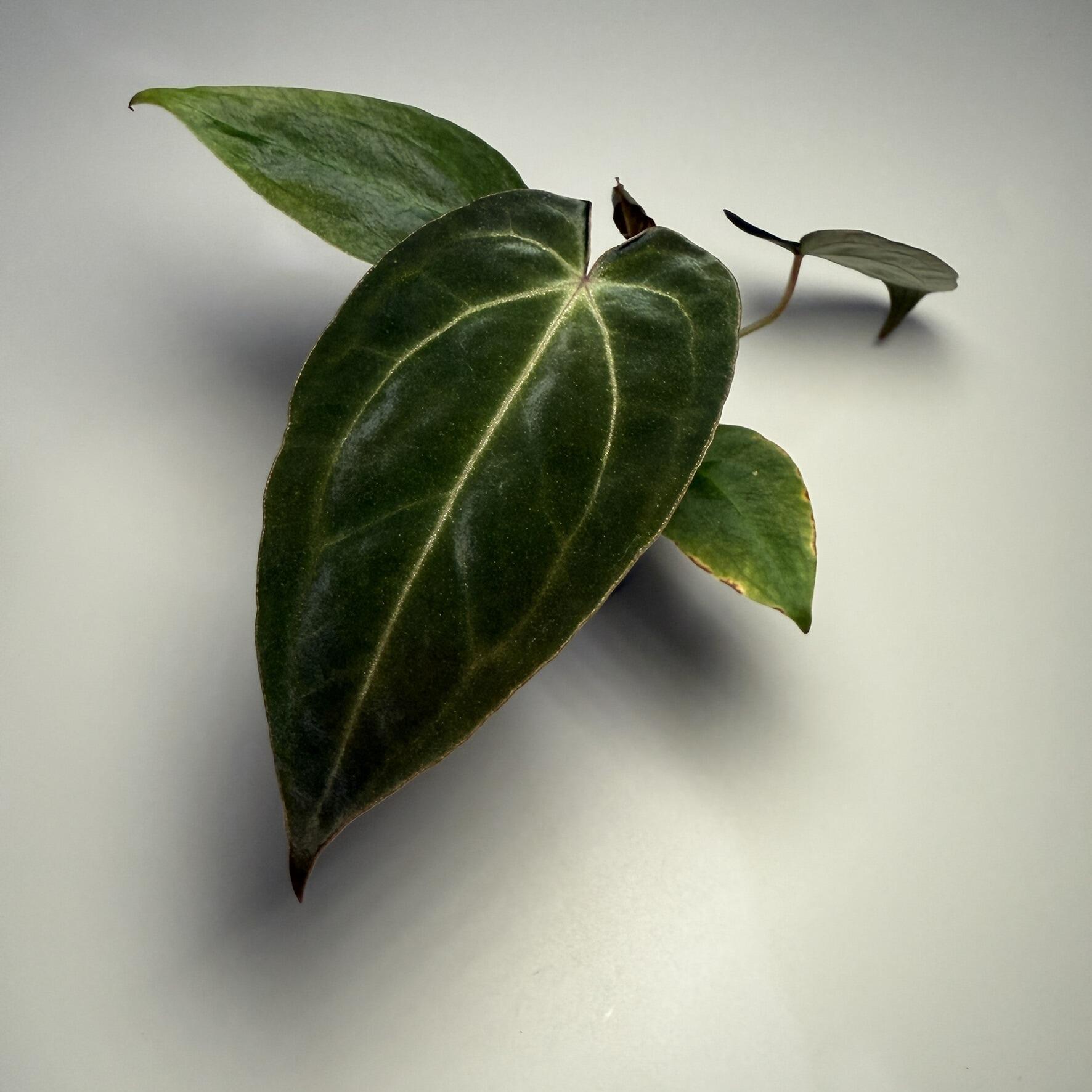 _Anthurium Ace of Purple x (Zara x Michelle)