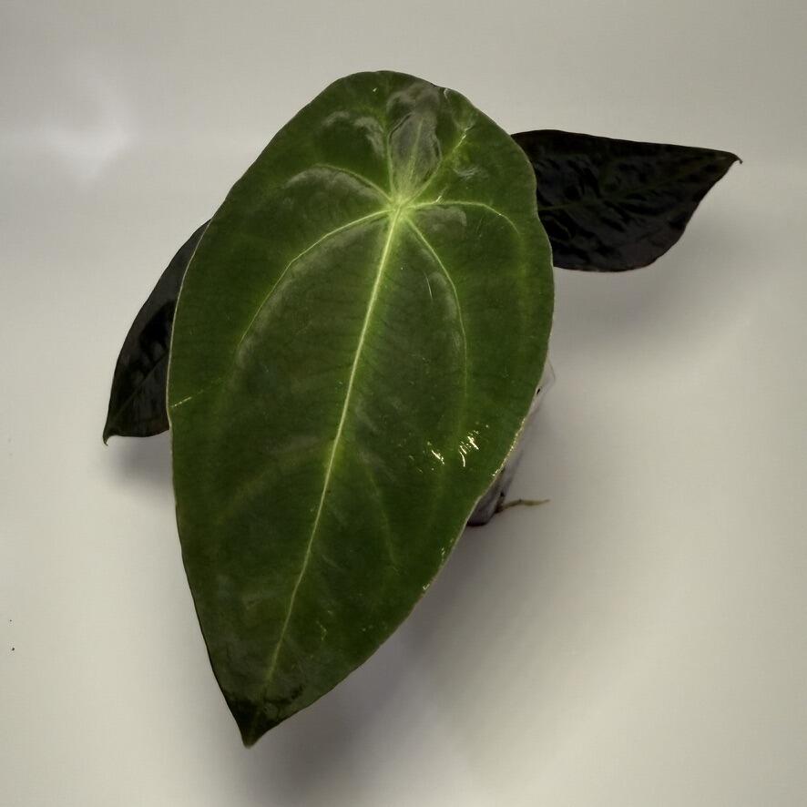 _Anthurium Black Sweet x warocqueanum