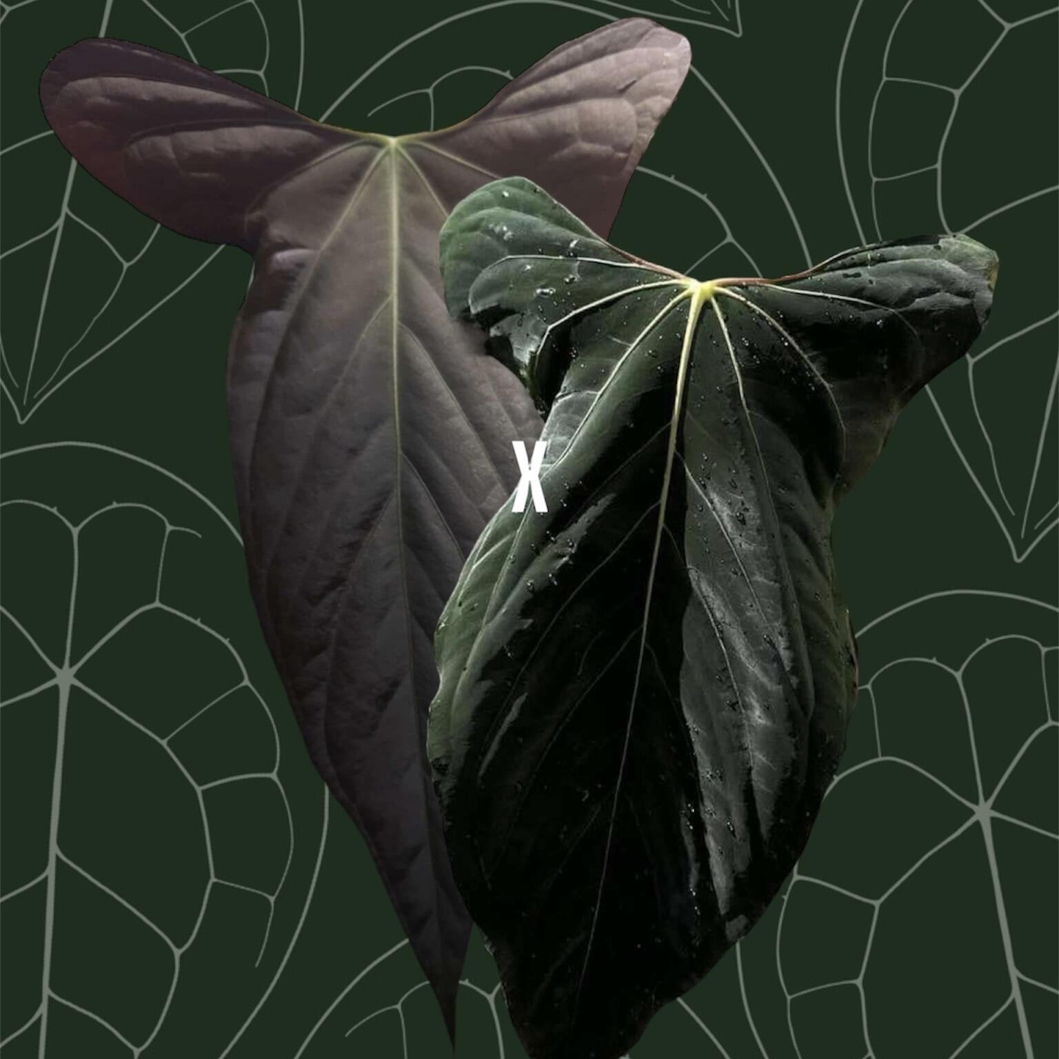 Parent plants