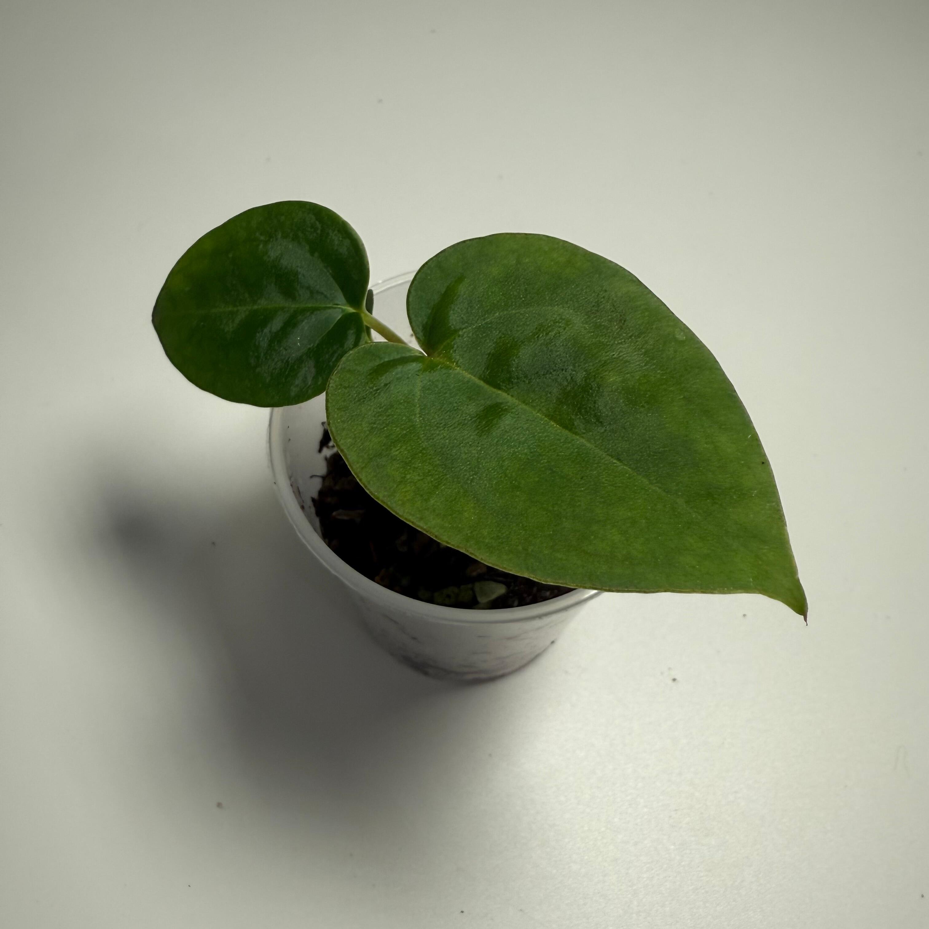 Plant C
