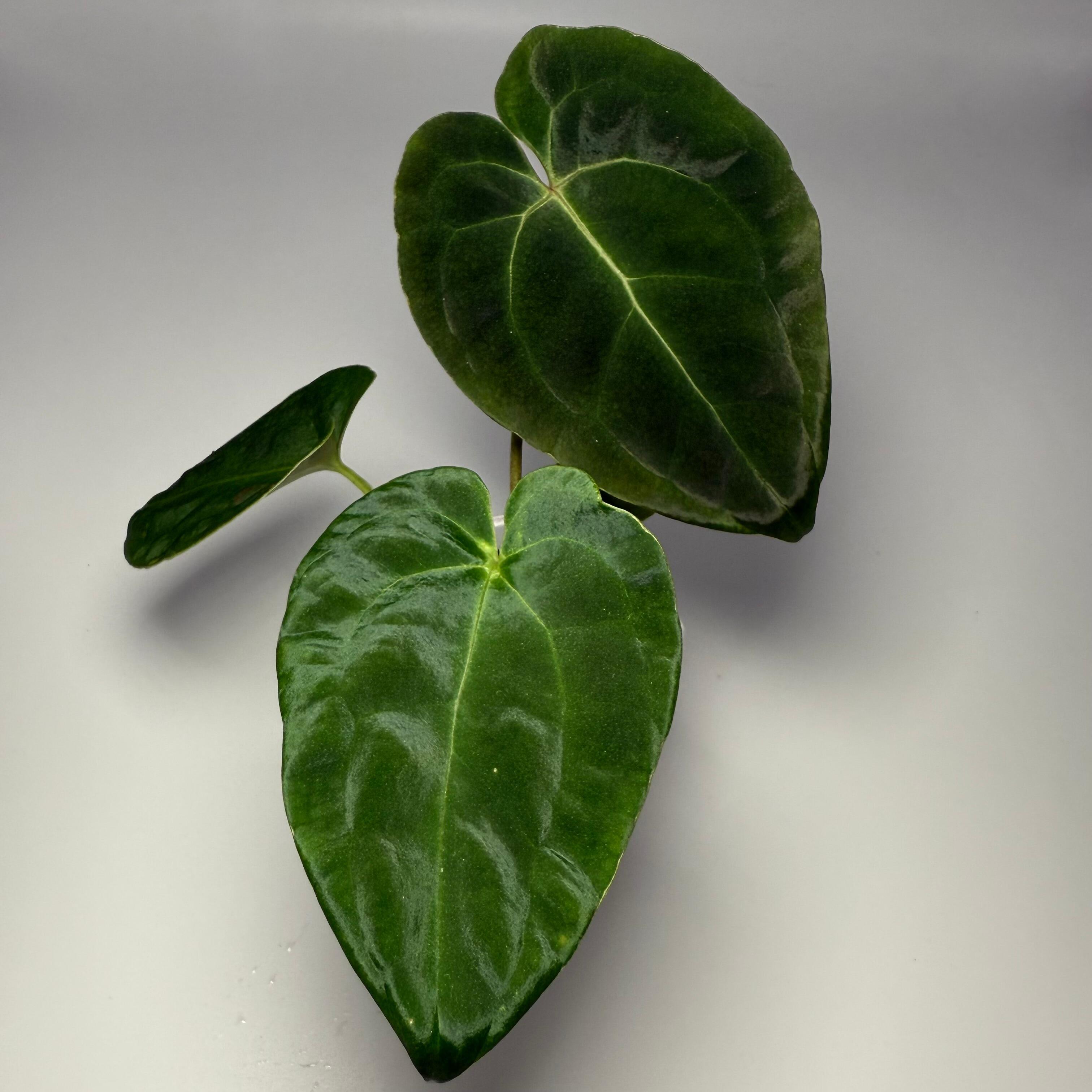 Plant for sale