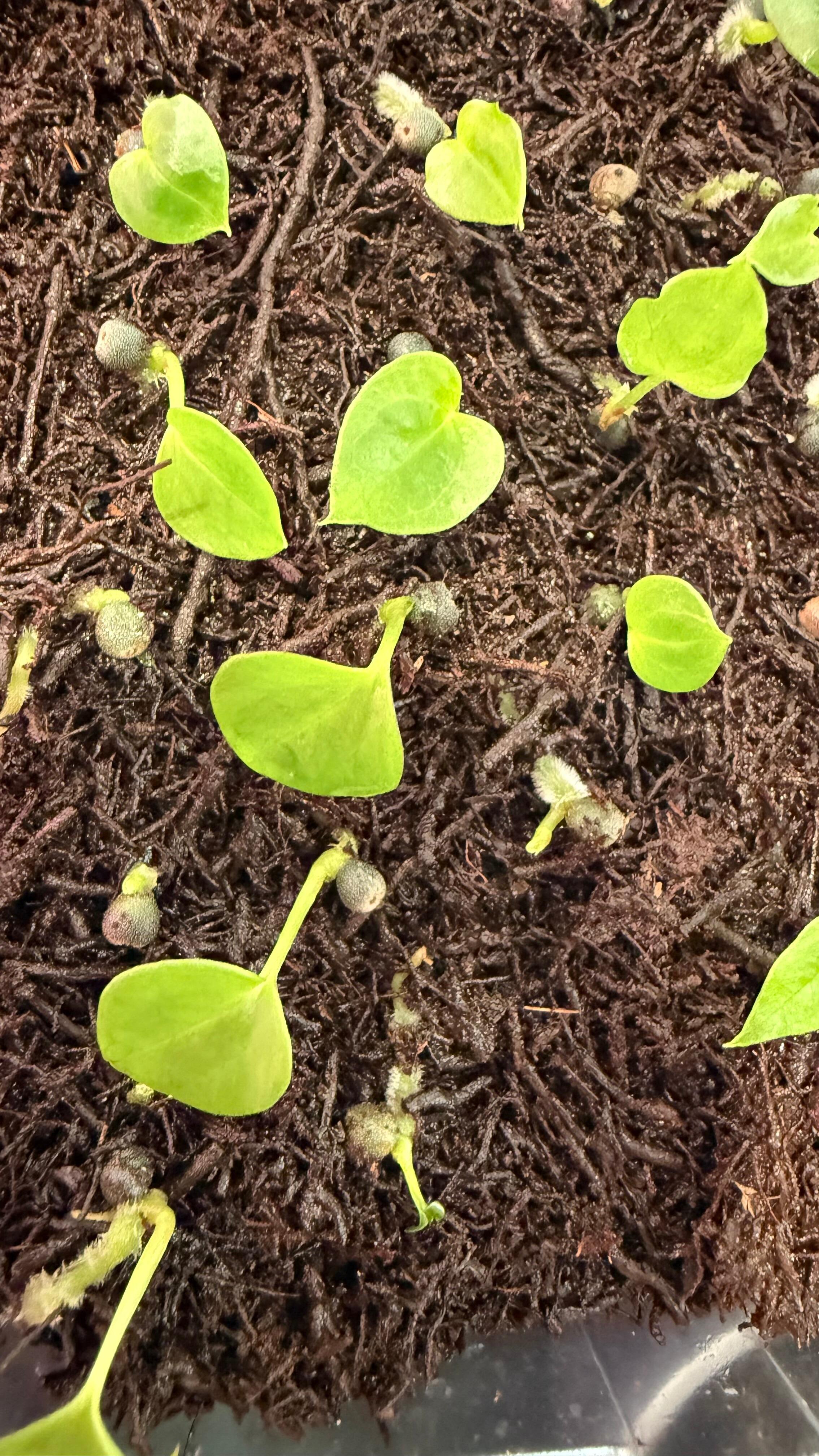 Grower's choice seedlings for sale