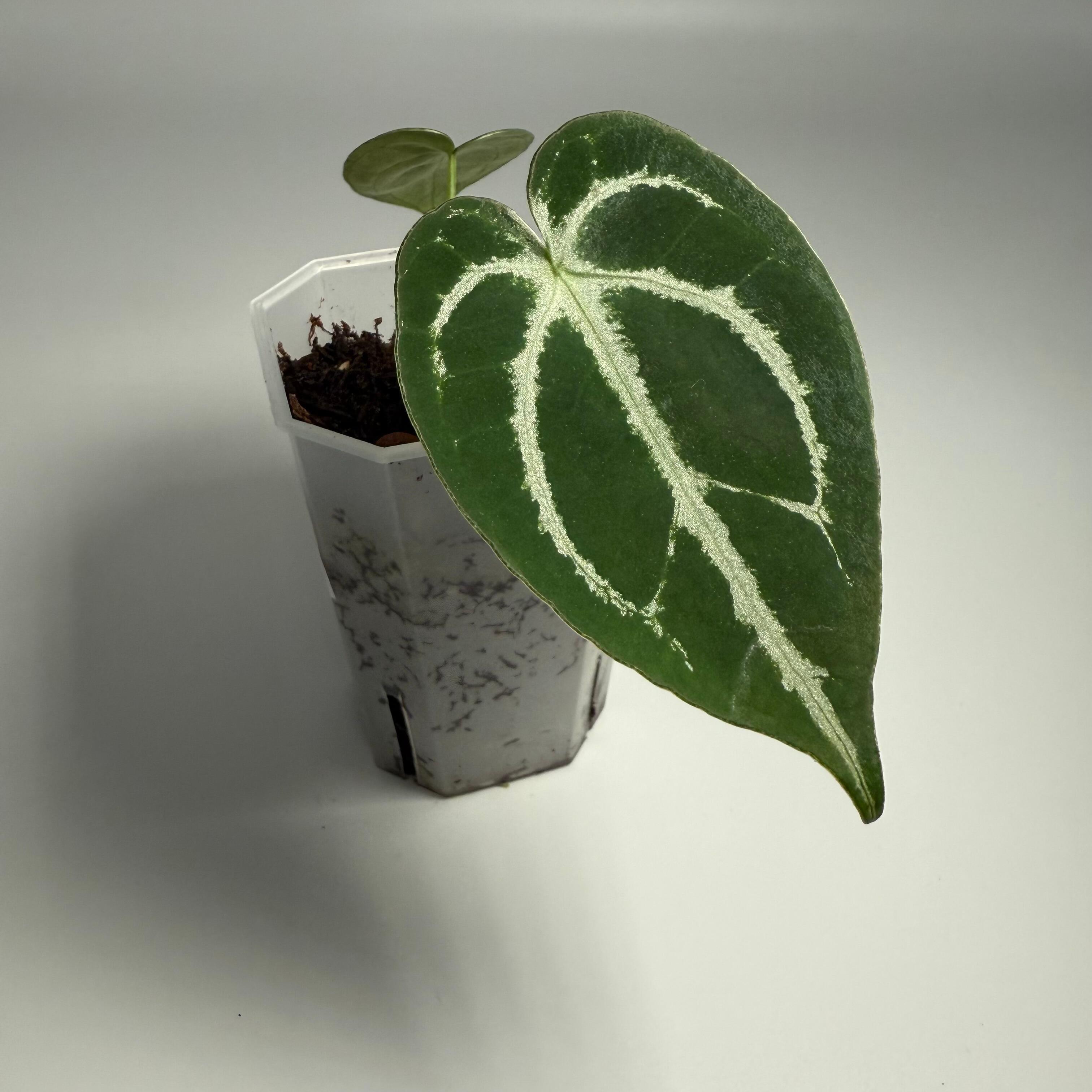 Plant F