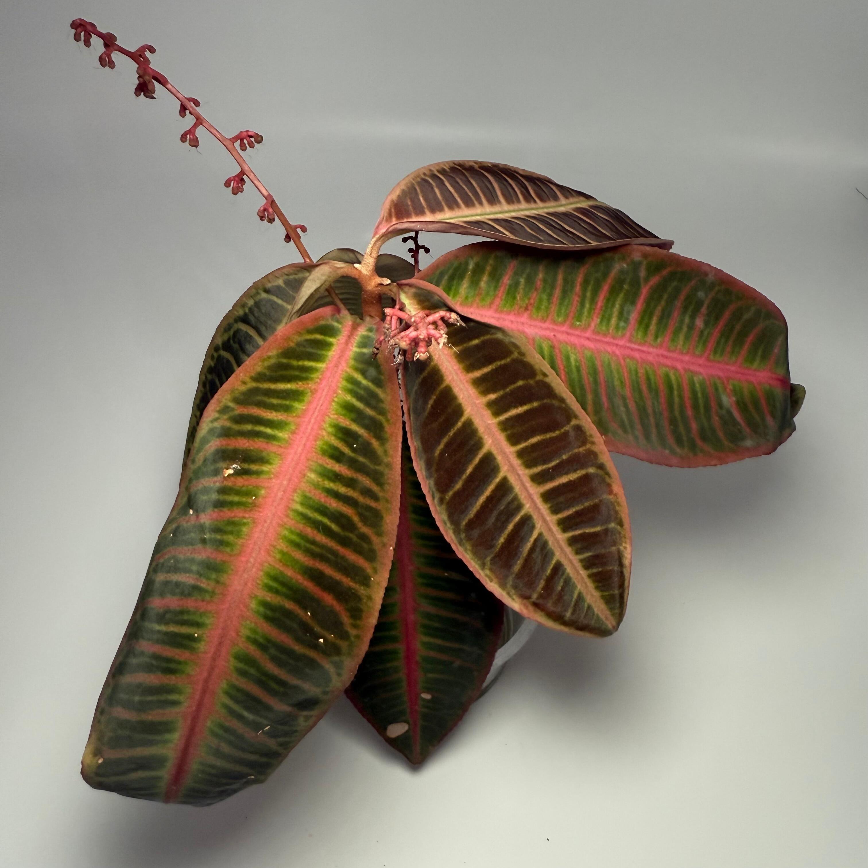 Plant for sale