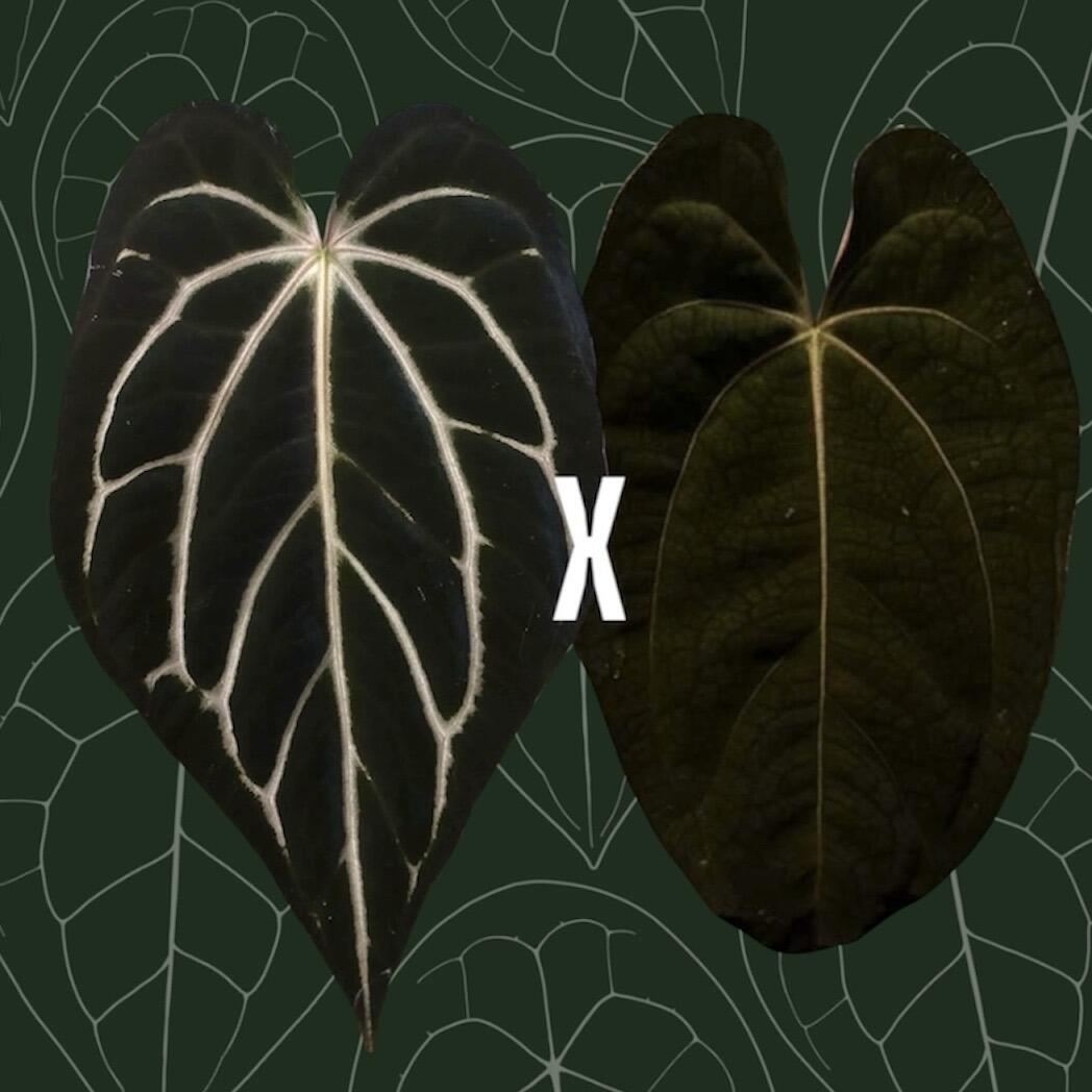 _Anthurium carlablackiae (GPH001 x self) x papillilaminum (RA5 x self)