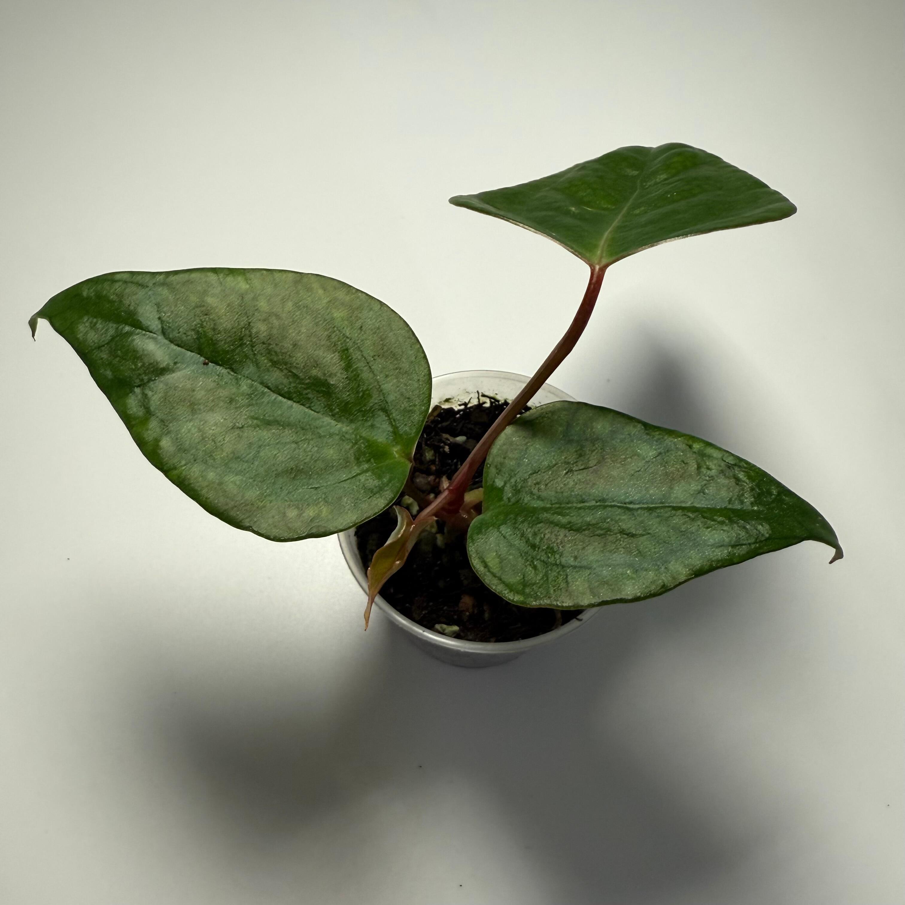 Plant for sale