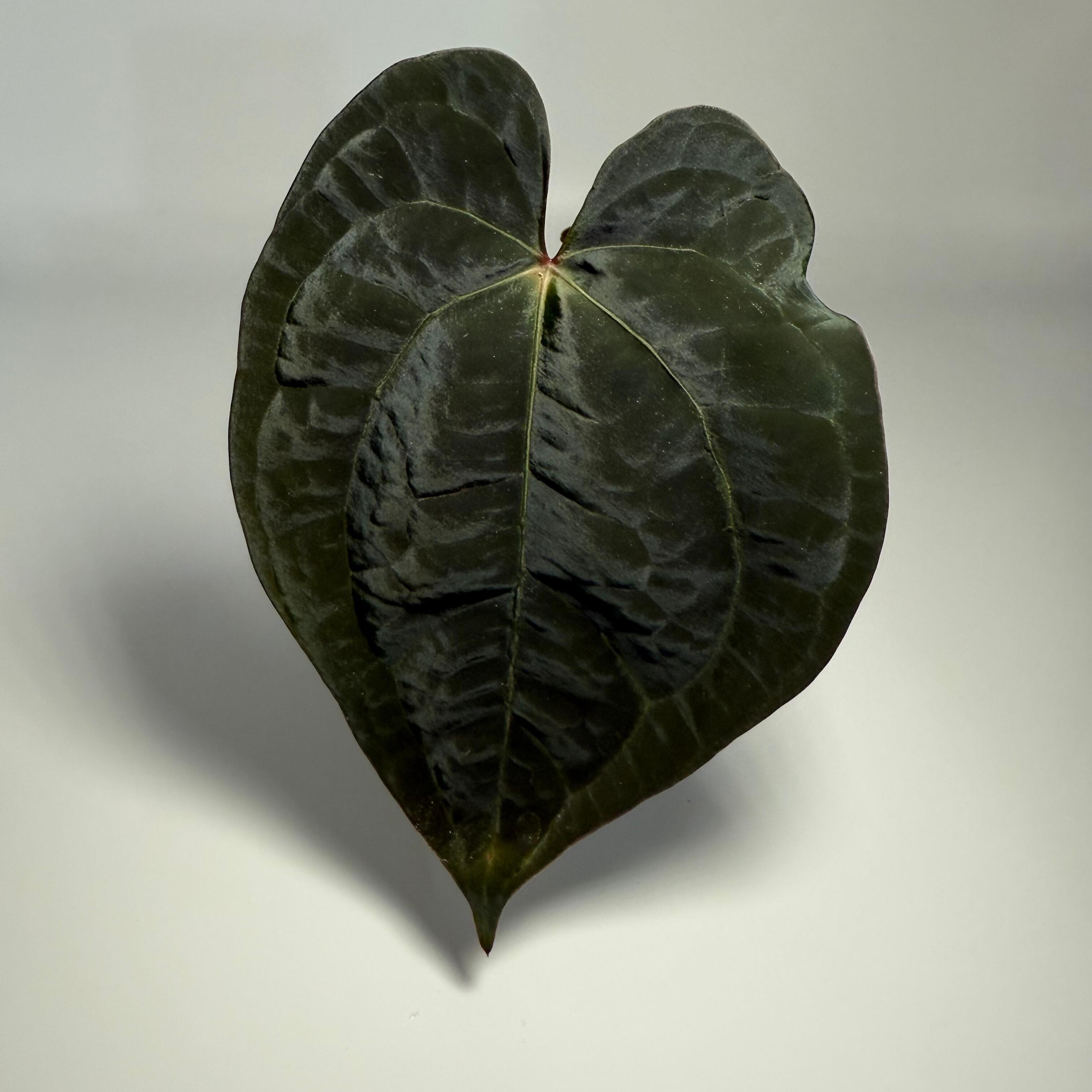 Plant for sale