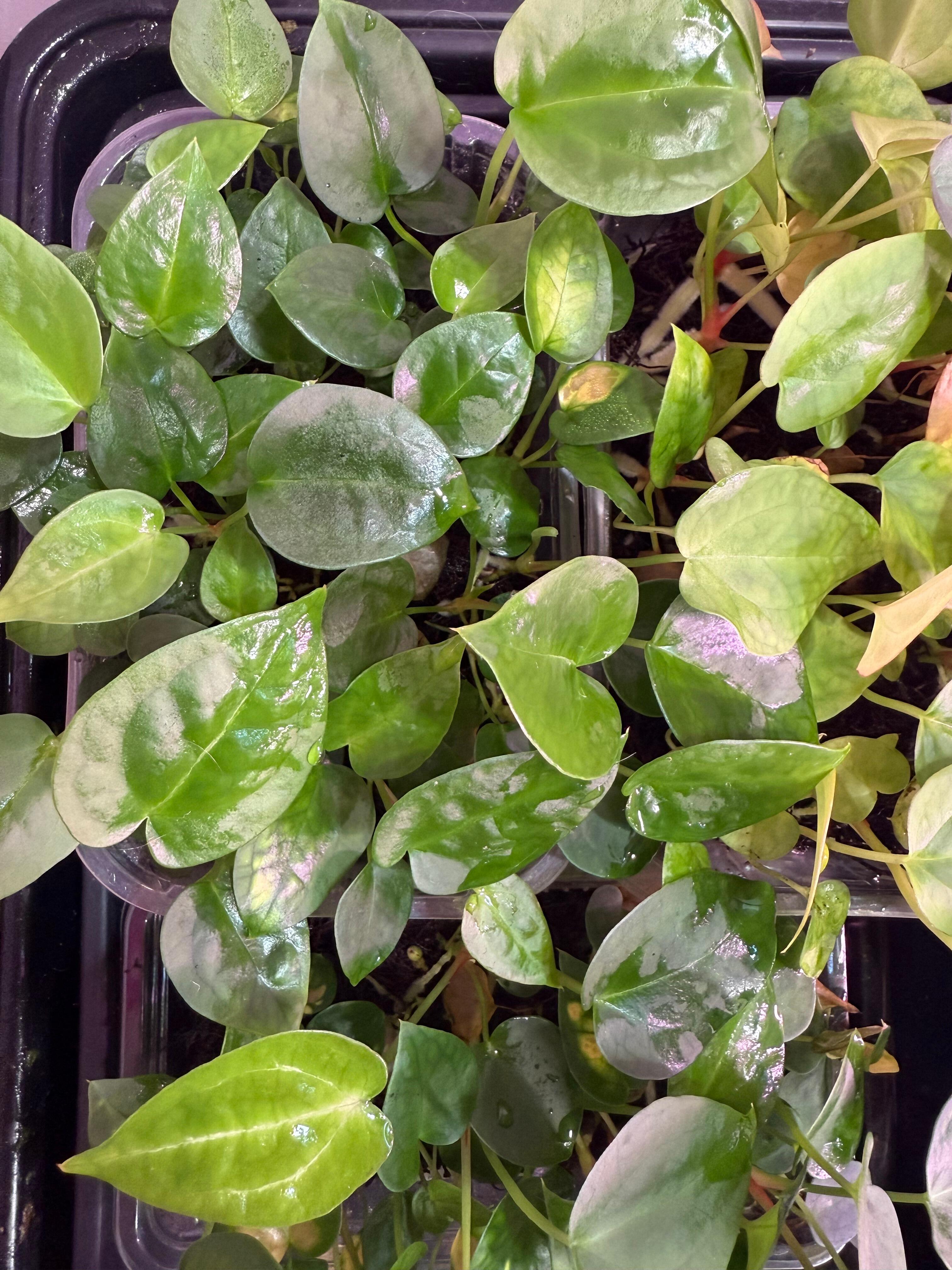 Grower's choice seedlings for sale