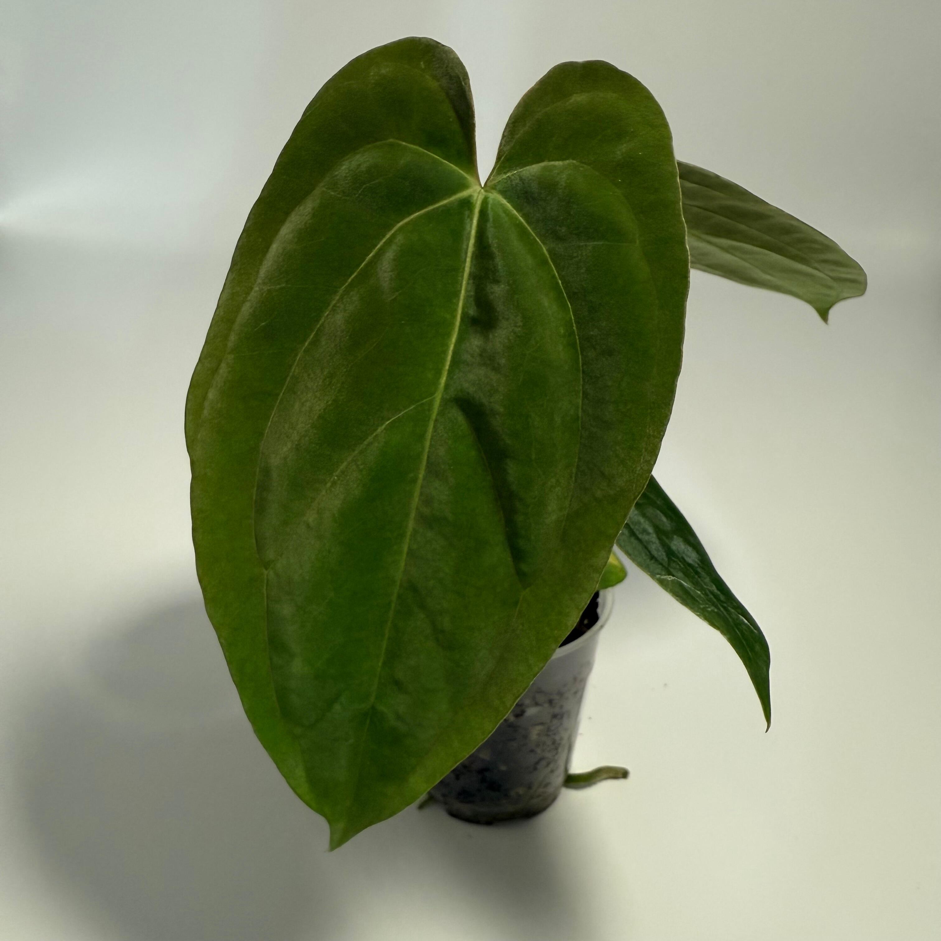 Plant for sale