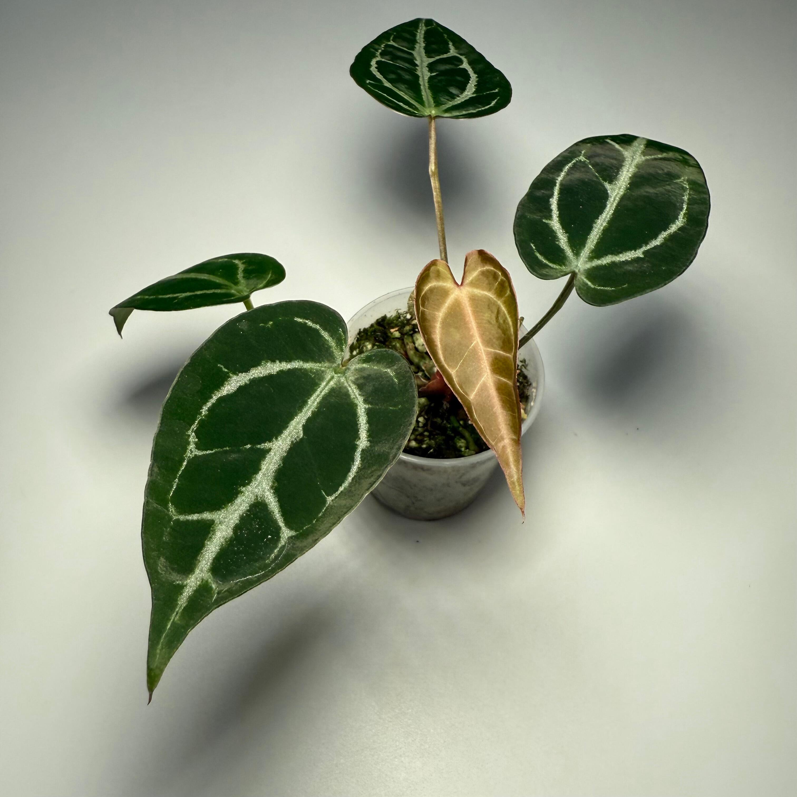 Plant K