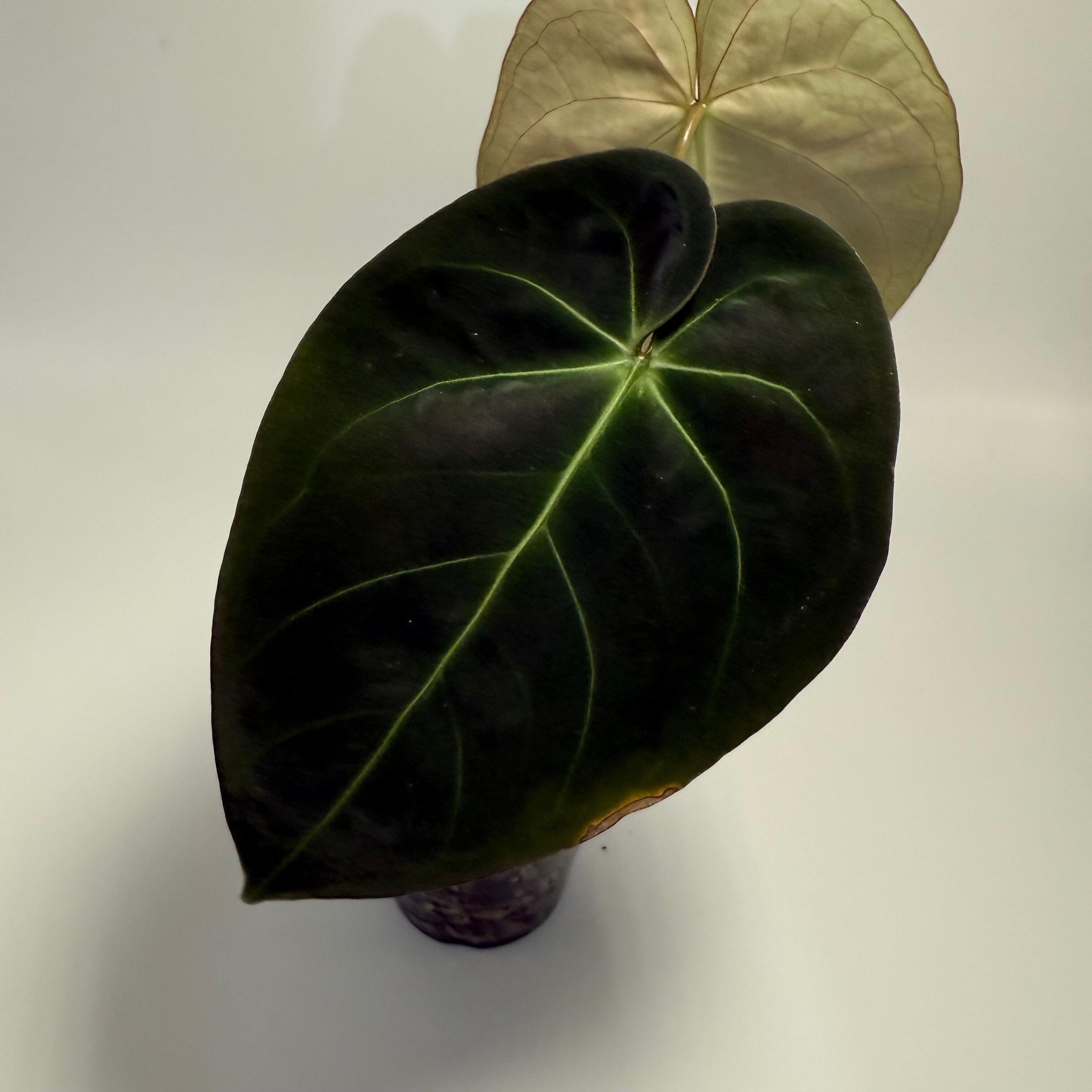 Plant for sale
