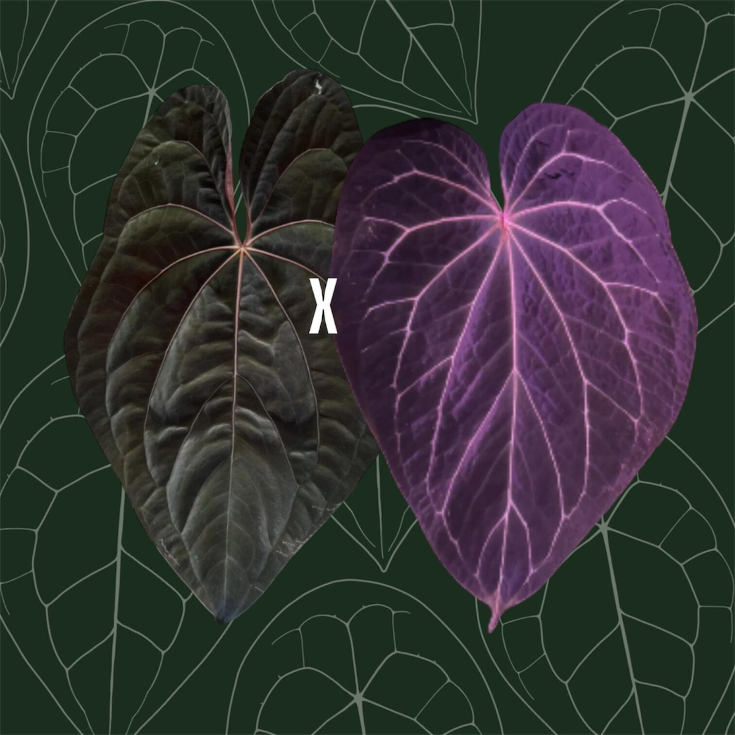 ハ*ロ様 Anthurium papi Ralph Lynam × Ft.She 🌱Anthurium papillilaminum 'Ralph Lynam' × self🌱 from