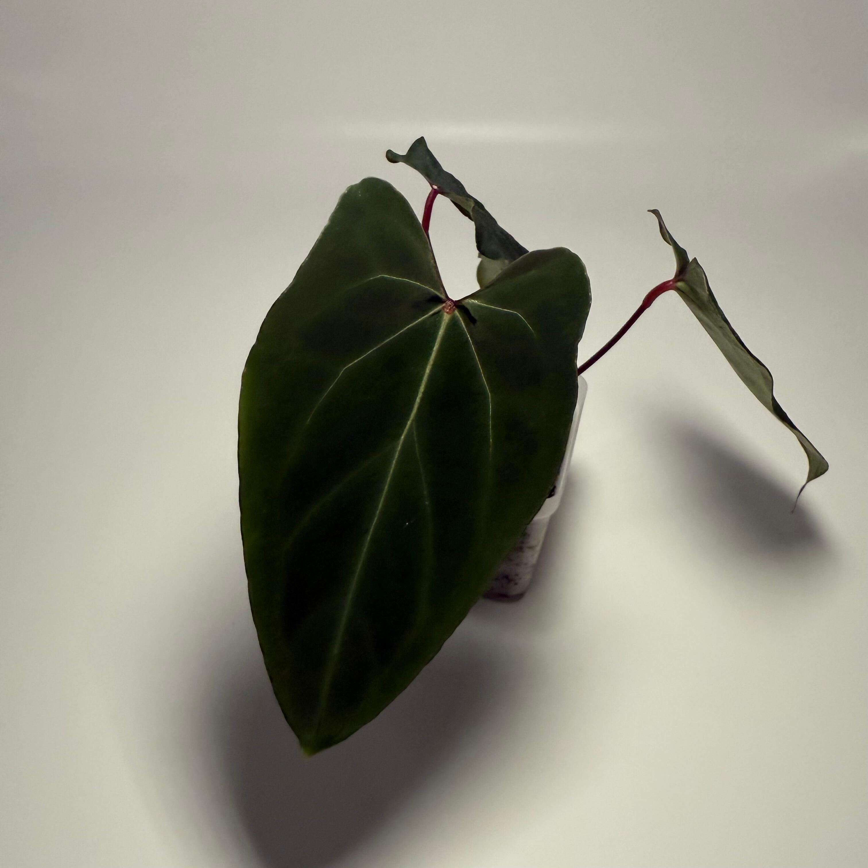 _Anthurium Pap Legend x papillilaminum Fort Sherman