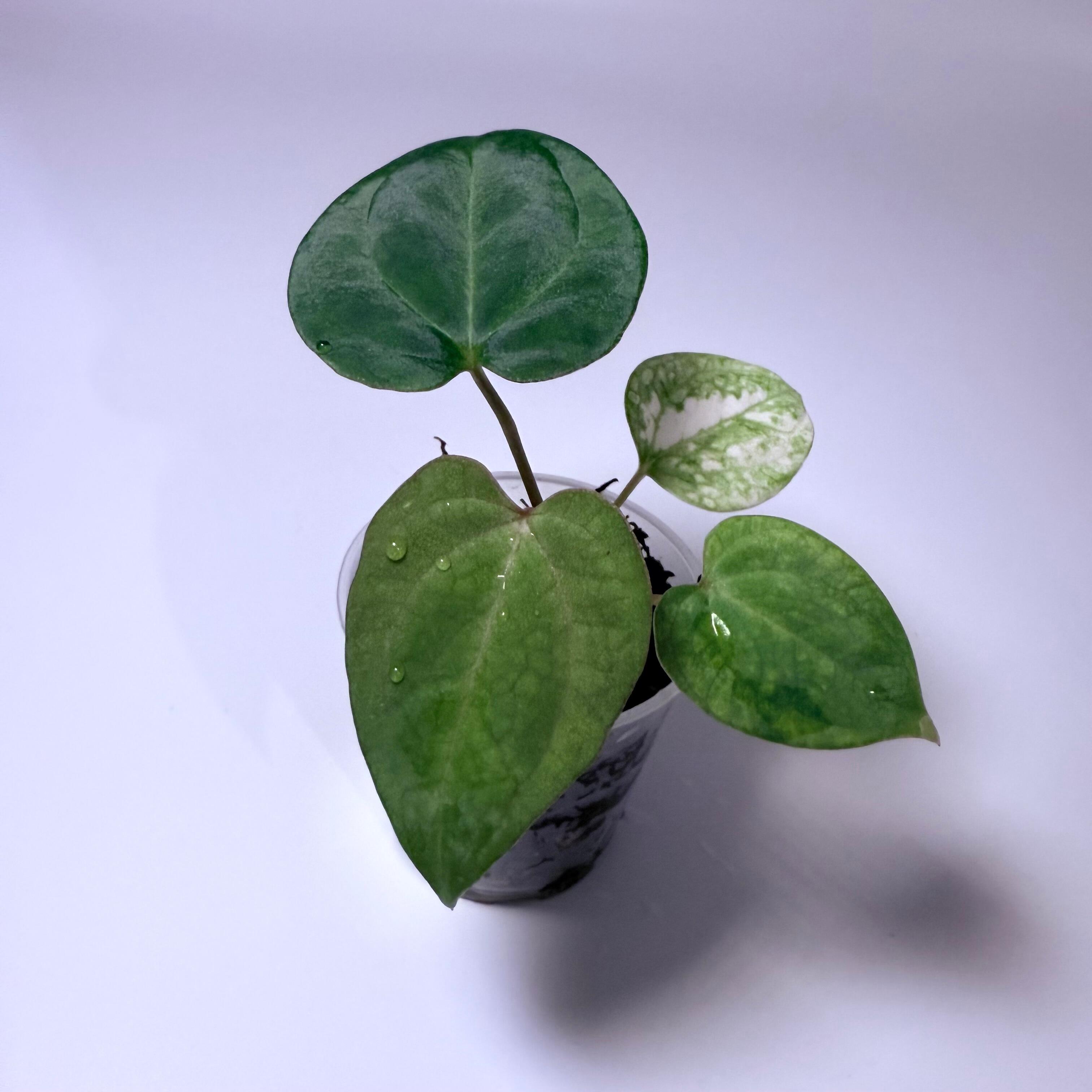 _Anthurium antolakii (AKA BVEP) x Ace of Spades