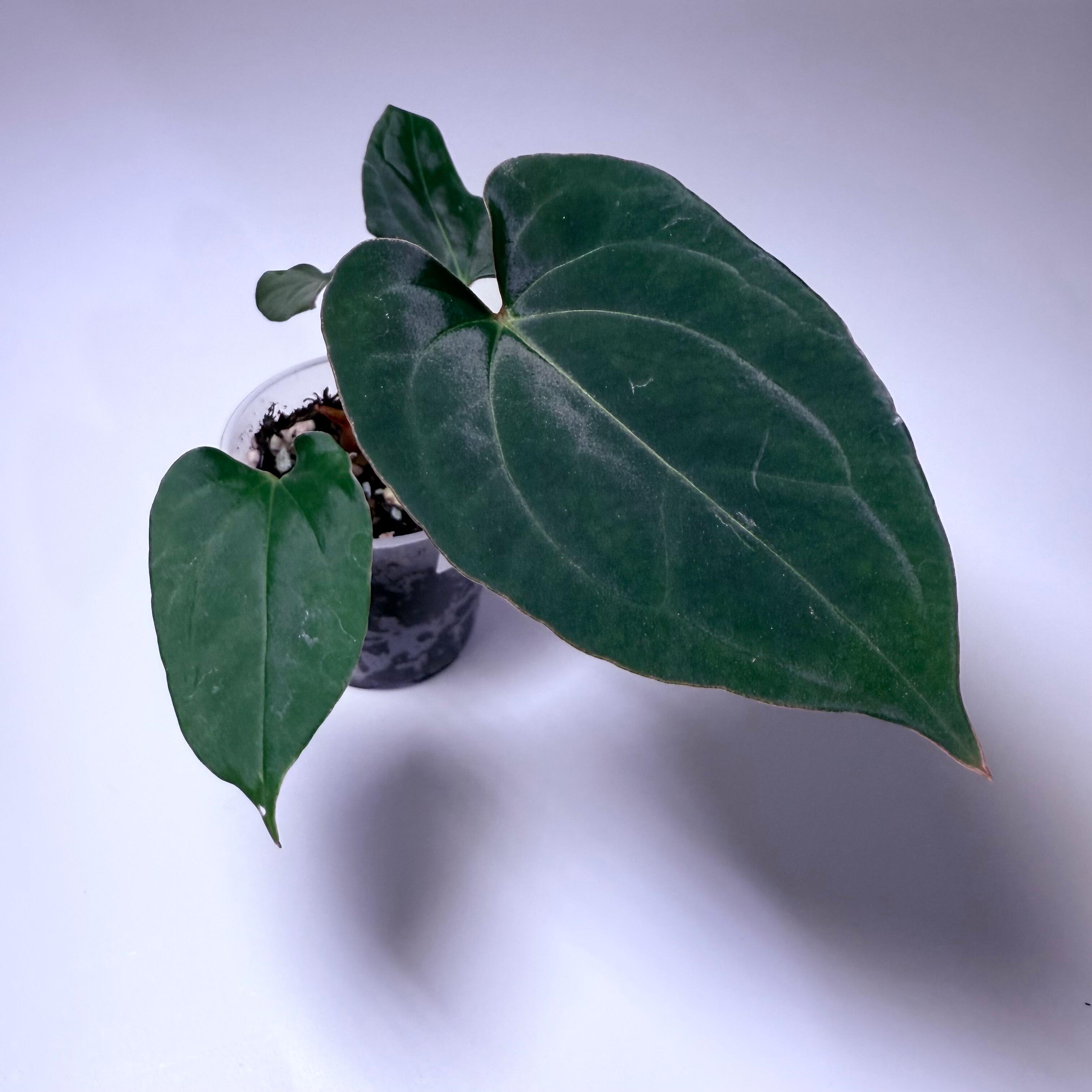 _Anthurium papillilaminum ('RA5' x self) x ('Ralph Lynam' x self)