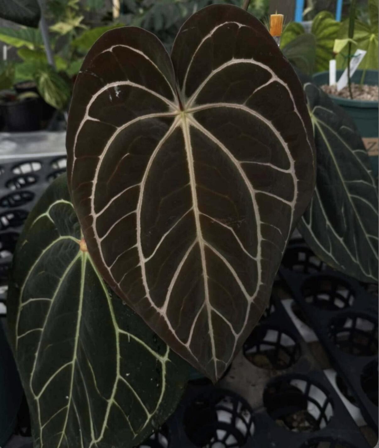 Anthurium carlablackiae (RA5 x RA10) x self