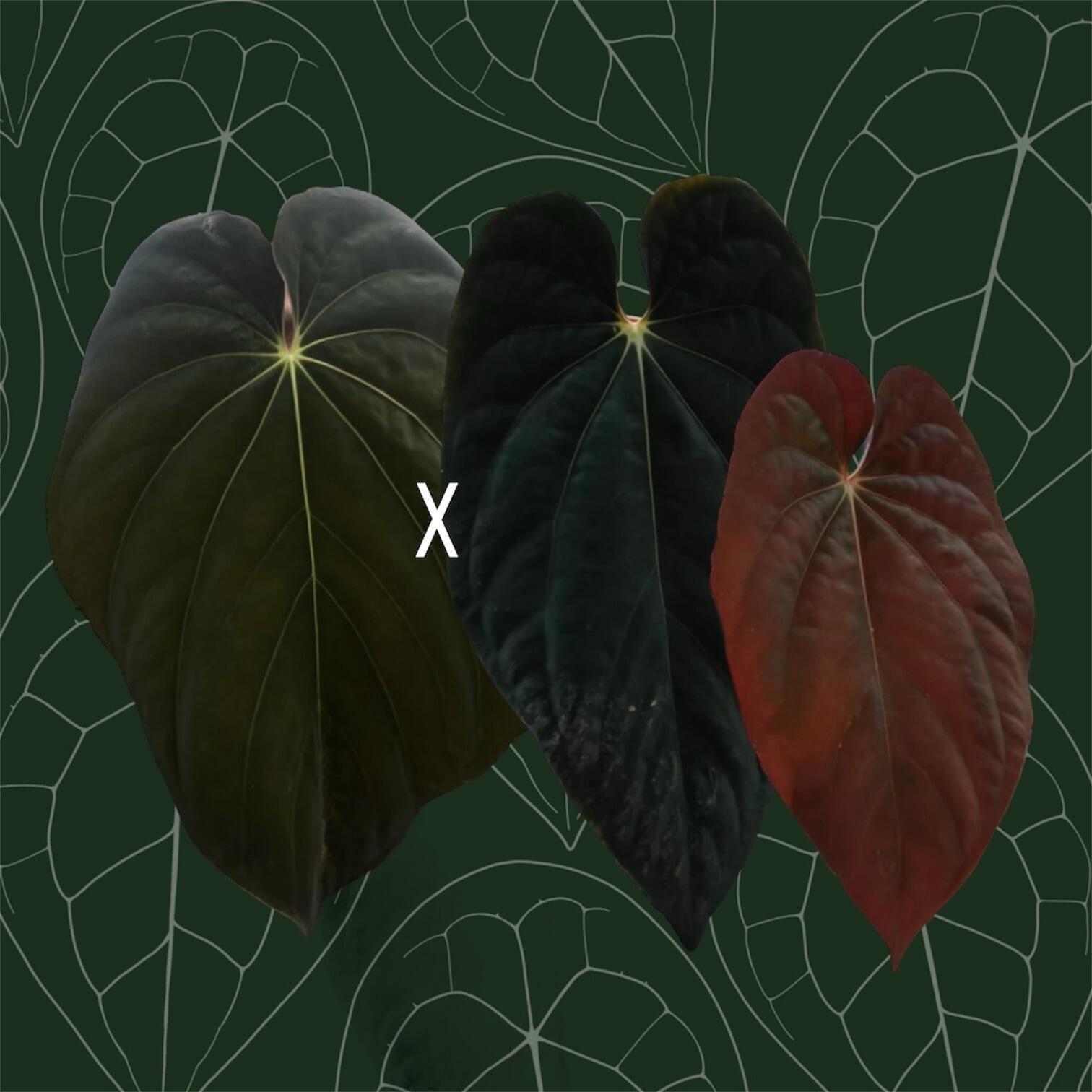 _Anthurium antolakii AKA BVEP