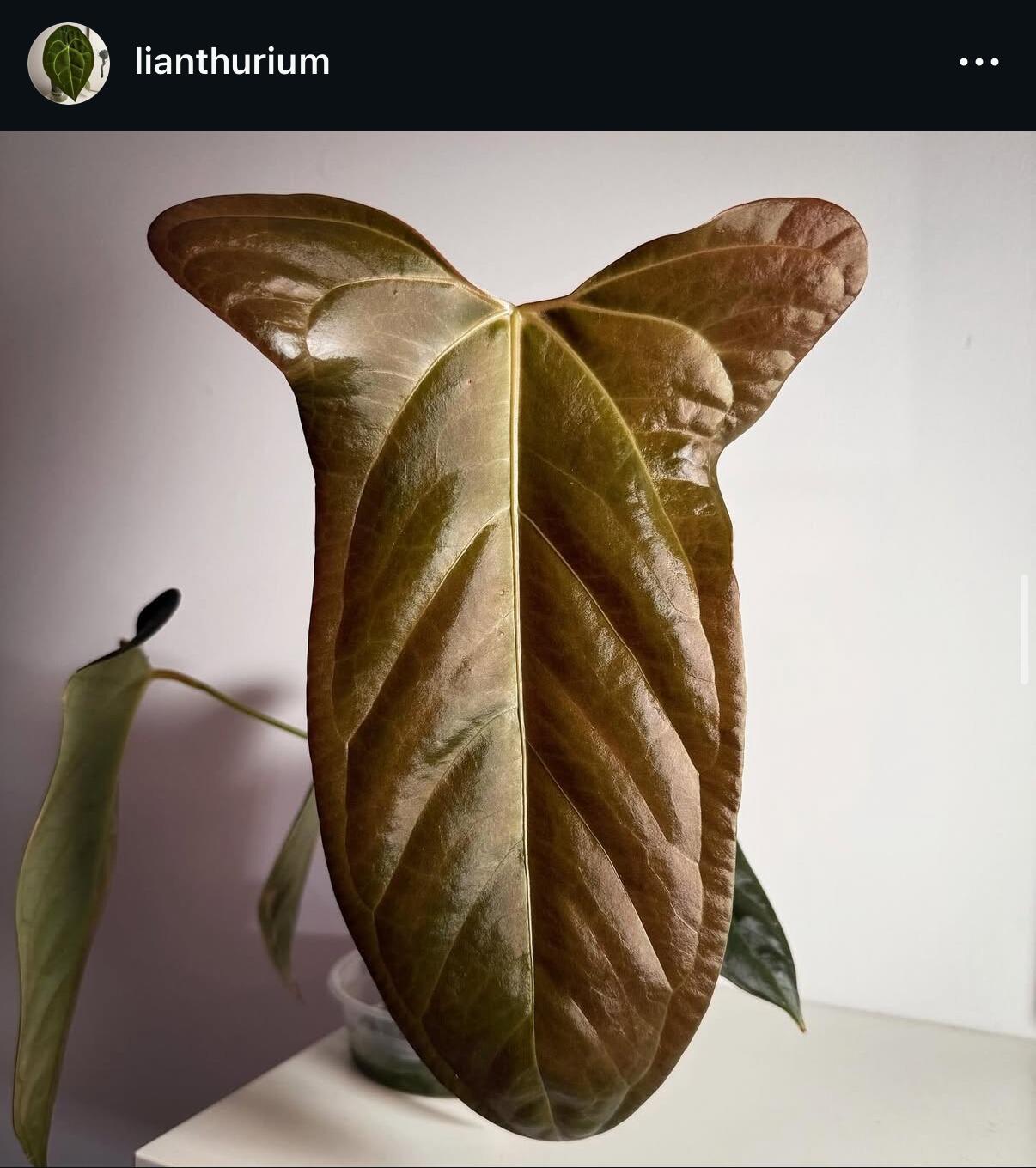 _Anthurium antolakii (AKA BVEP) x Ace of Spades