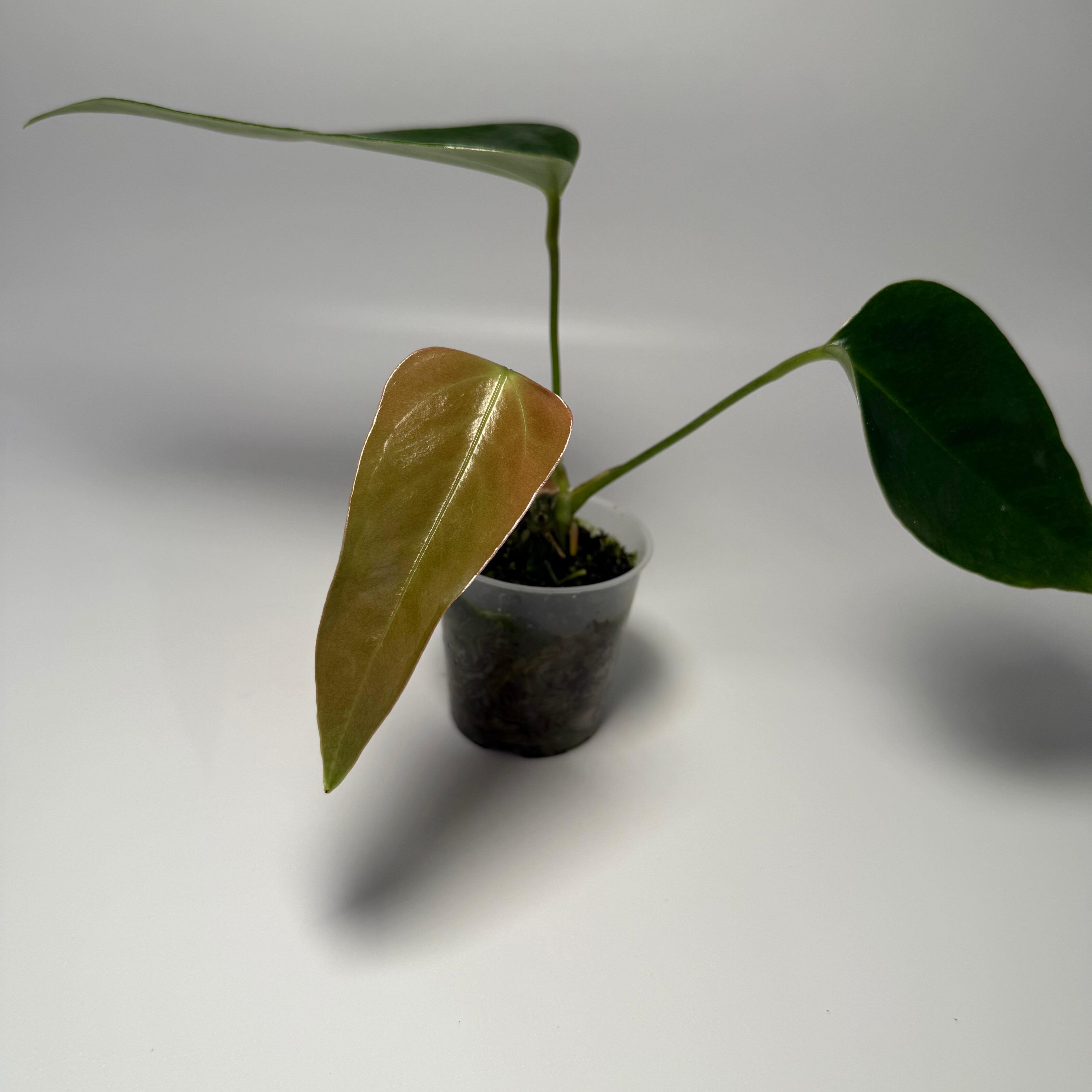 Anthurium subsignatum