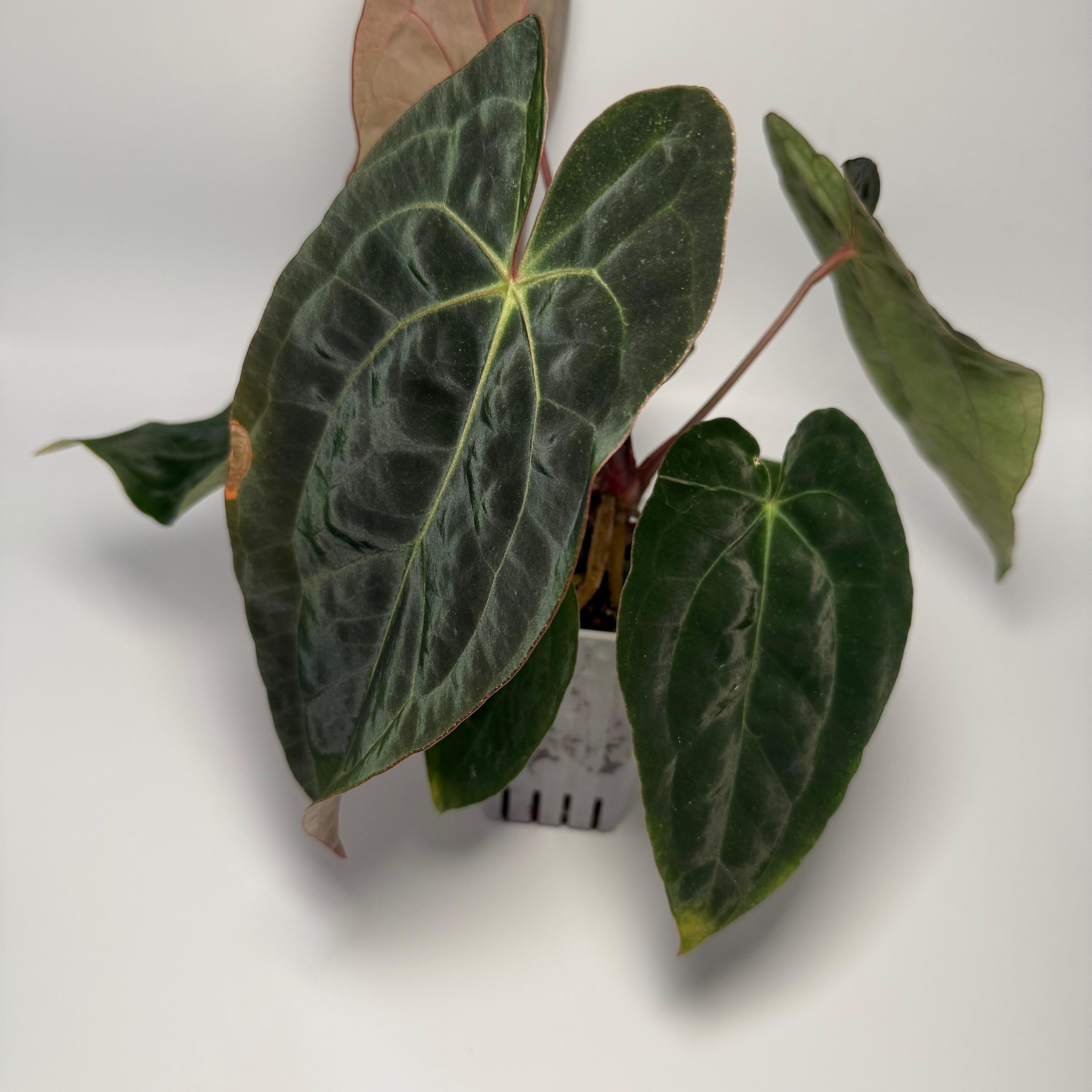 _Anthurium (Black Widow x Michelle) x dressleri