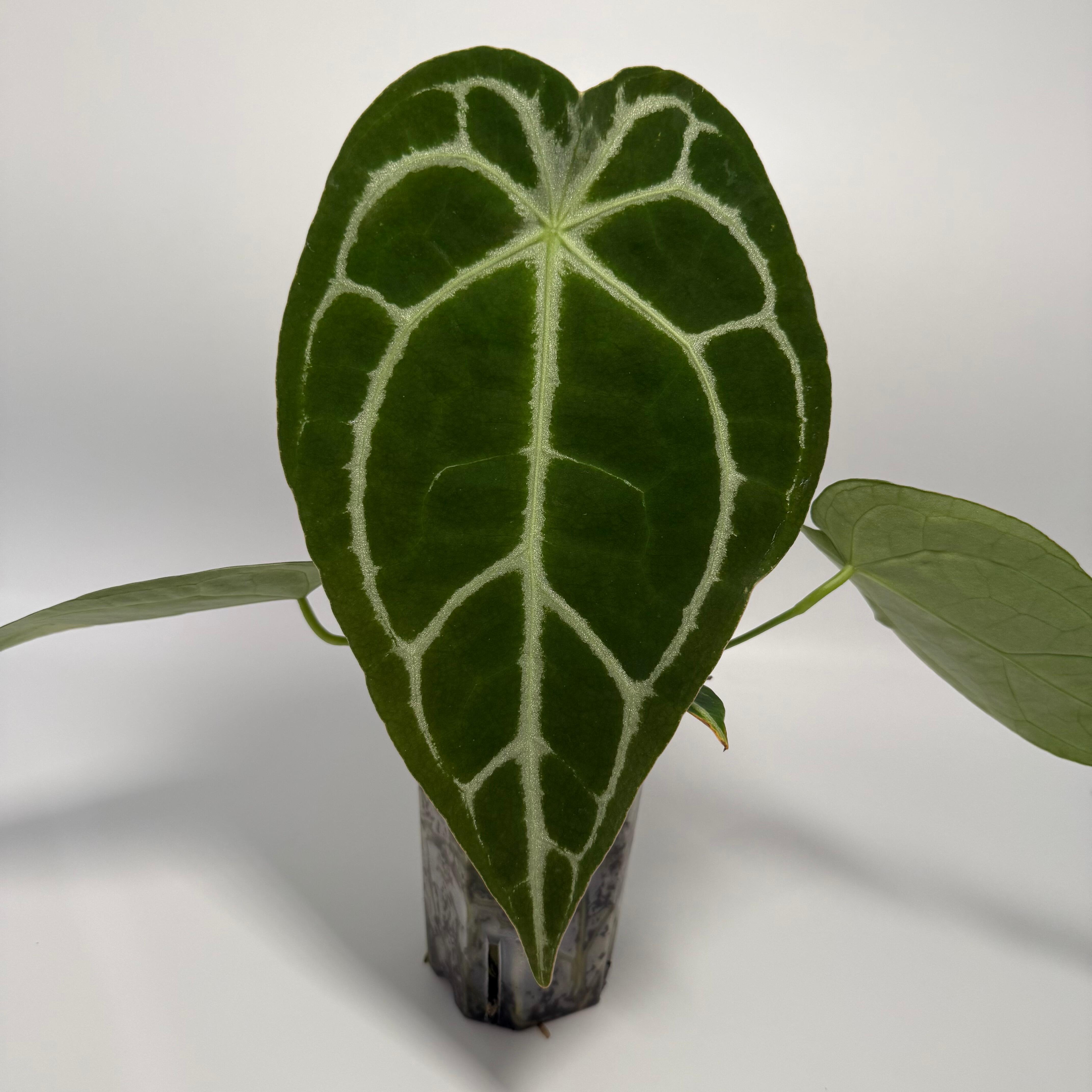 Anthurium papillilaminum (FSRL x [FS x self]) x RA6