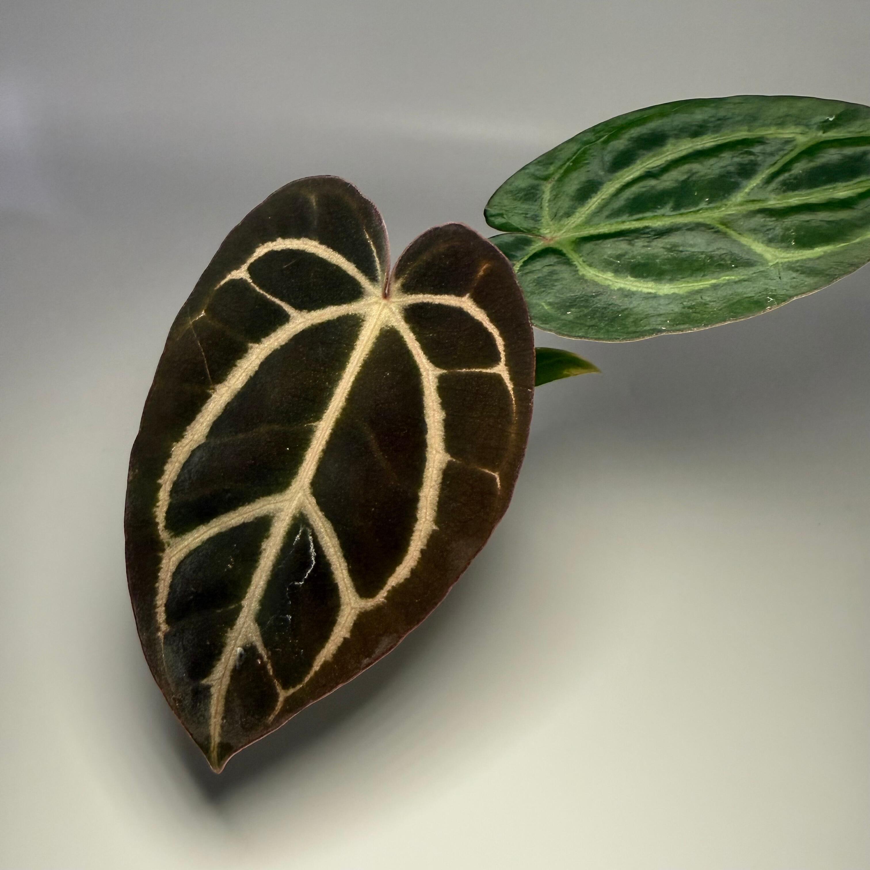 _Anthurium carlablackiae (RA5 x RA10) x self