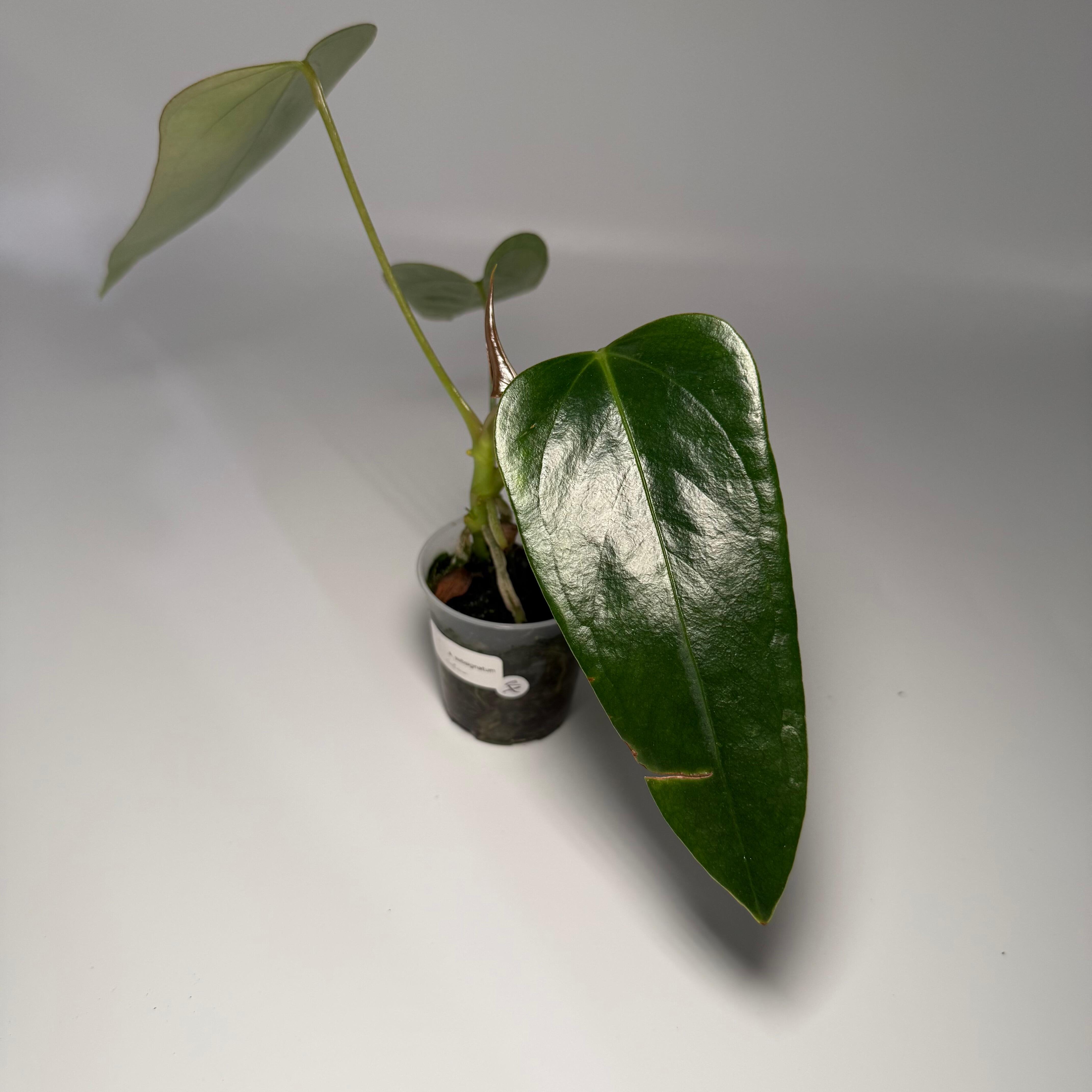 Anthurium subsignatum