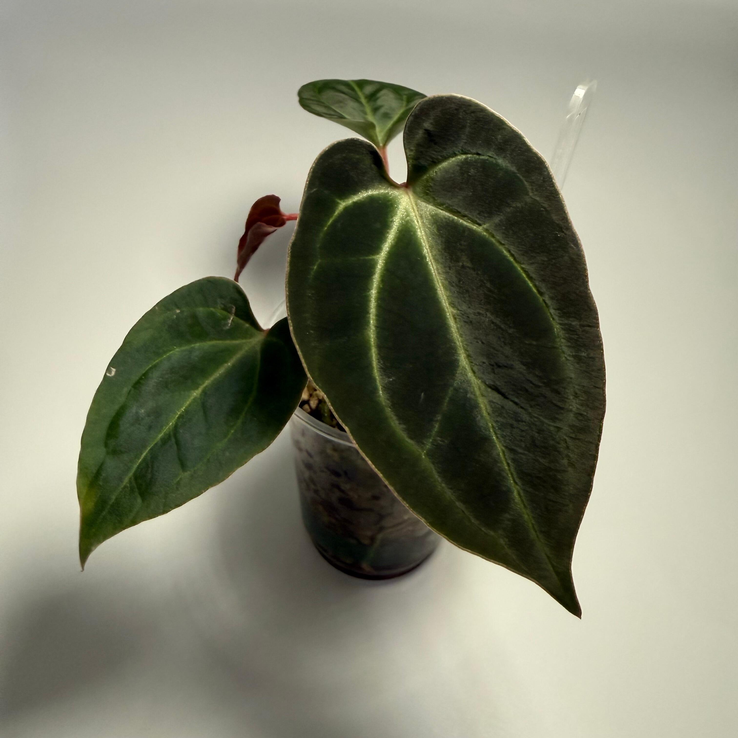 Anthurium besseae aff wide(ish)