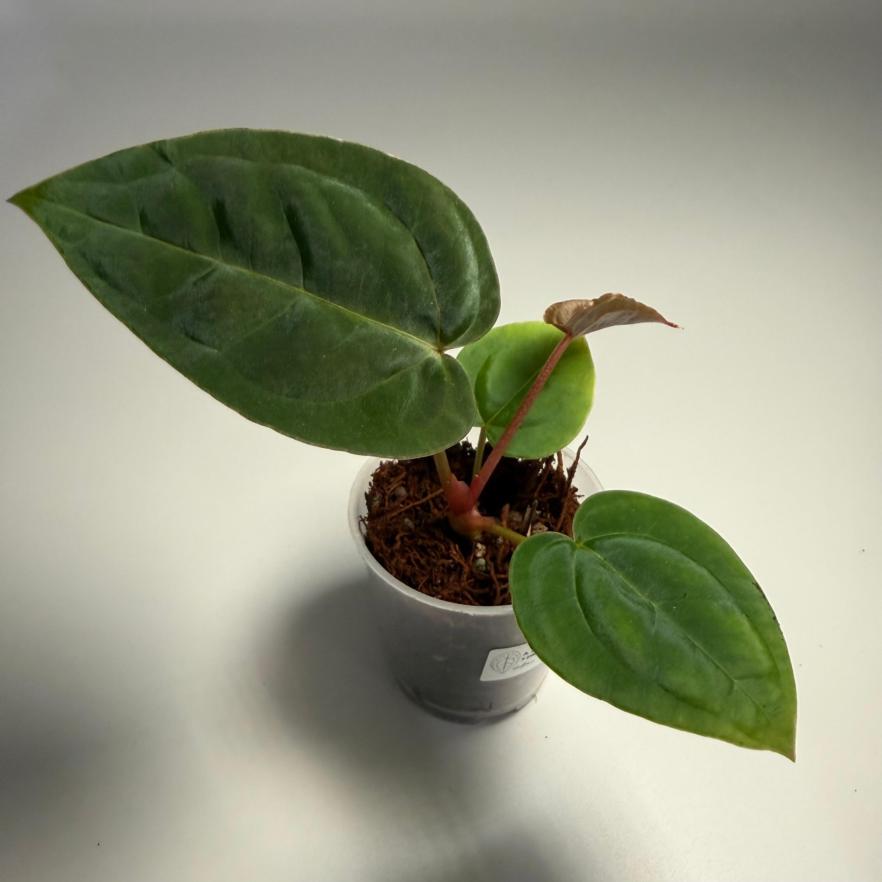 その他観葉植物 Anthurium Antolakii x Papi RG antolakii-5982916.jpg?v=