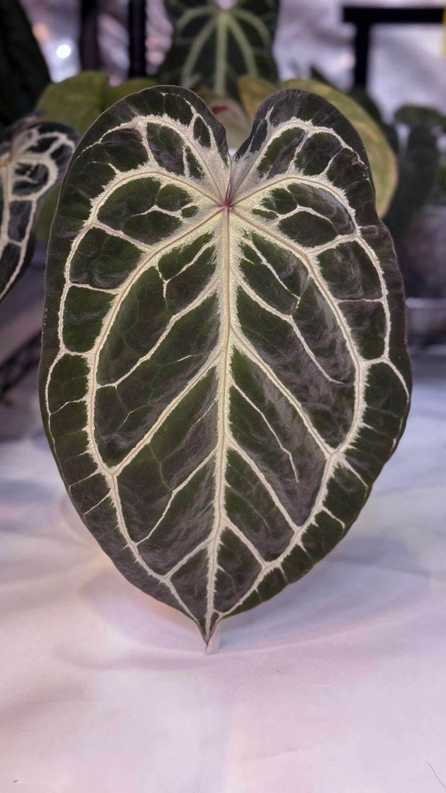 _Anthurium HURC (HU/KoS x Red Crystal)