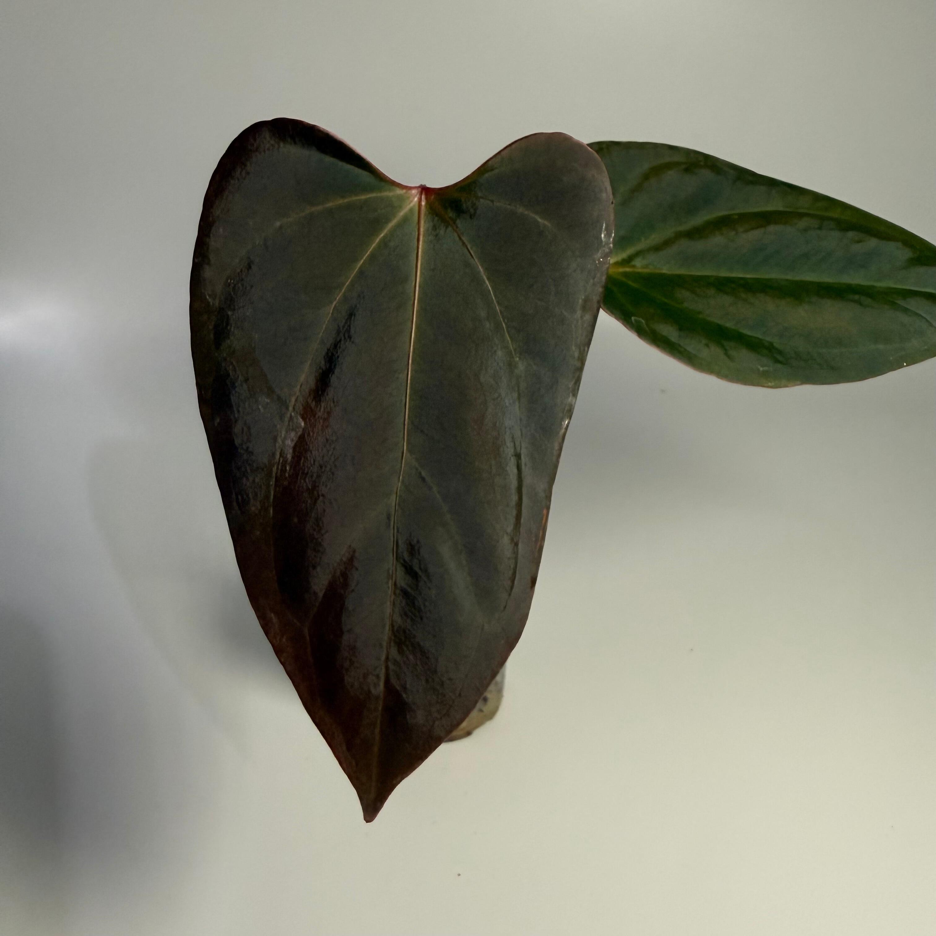 _Anthurium Mr. Worldwide x antolakii AKA BVEP