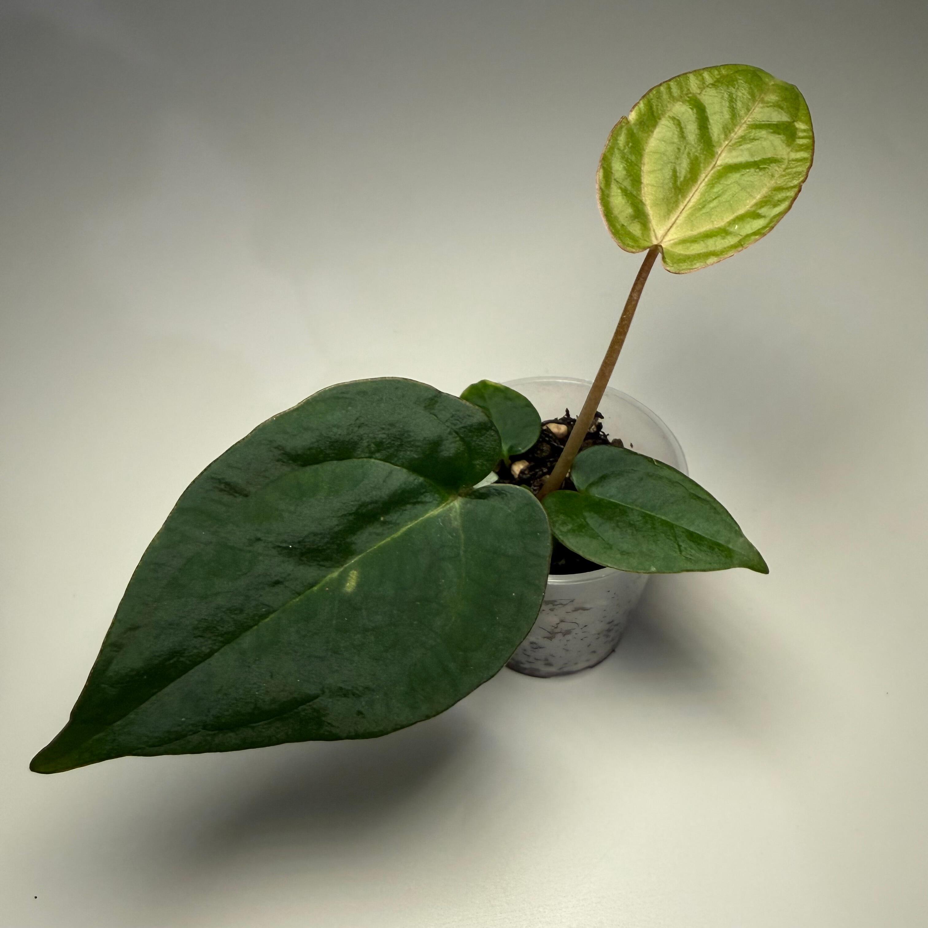 Anthurium (Goliath x Red Vein Dark Phoenix / RVDP) x forgetii