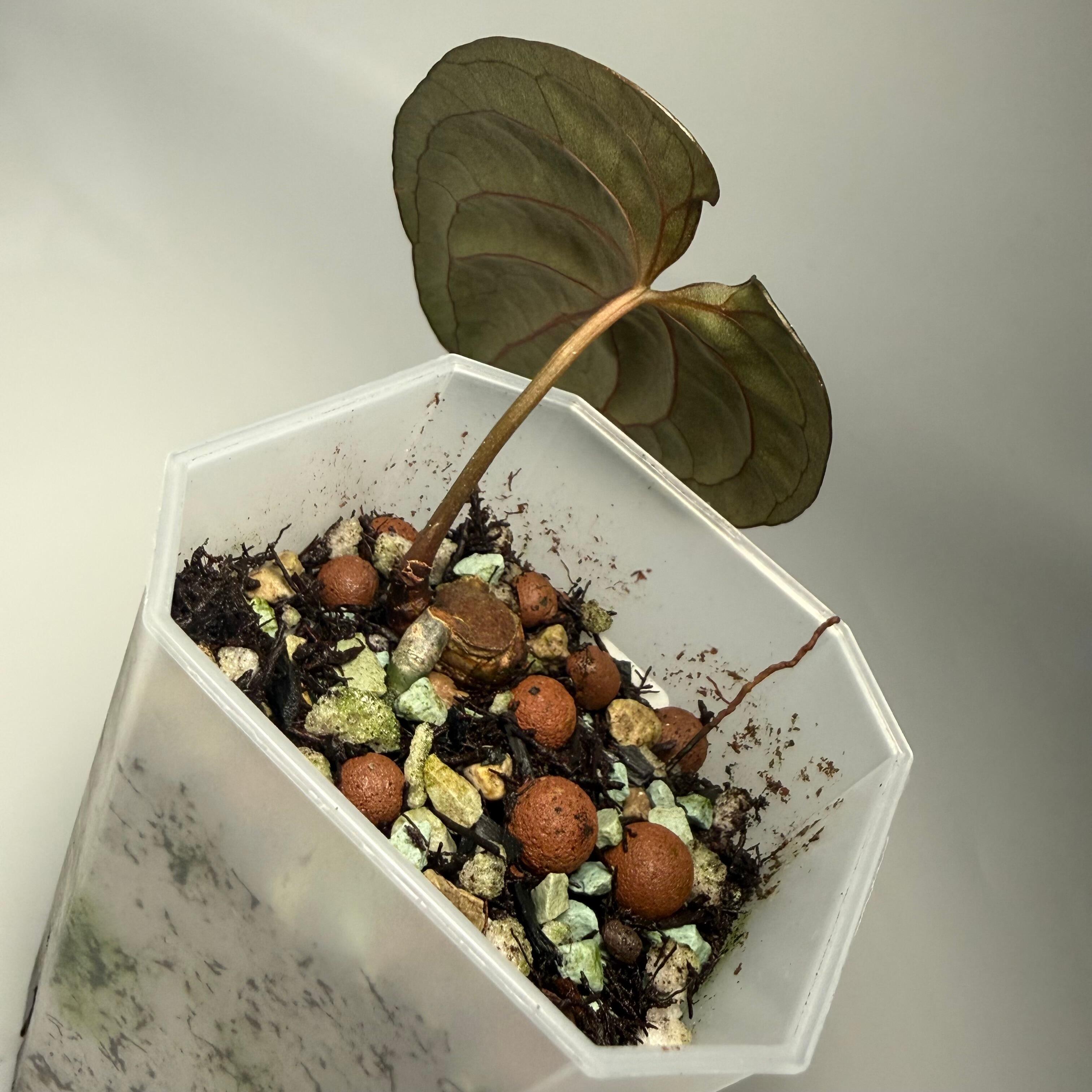 Anthurium Dark Phoenix (OG clone)