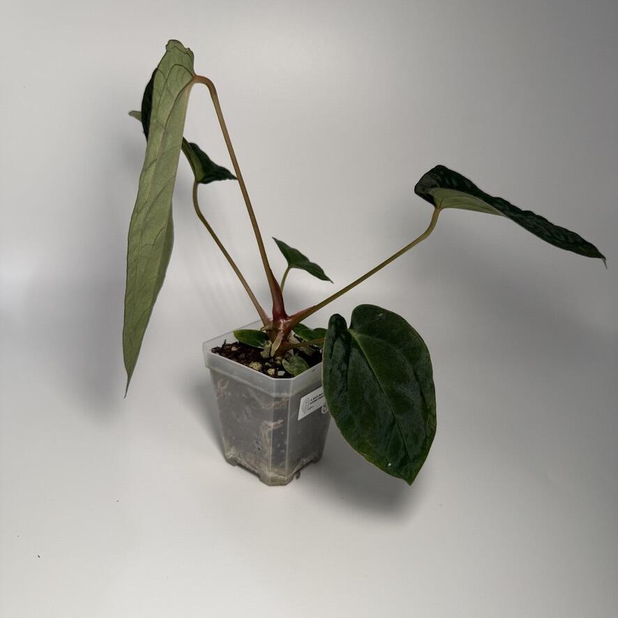 Anthurium Enid's Bench x antolakii / BVEP RA8xRA9