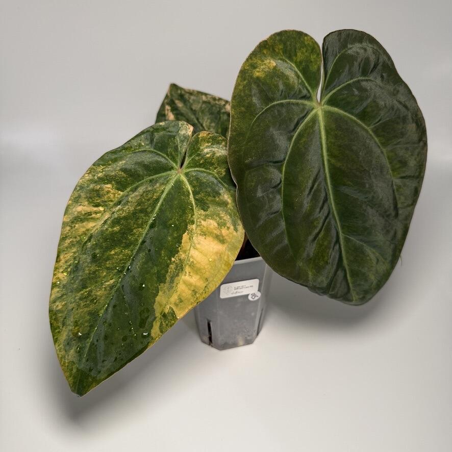 Anthurium papillilaminum var x (NSE port x pap Fort Sherman)