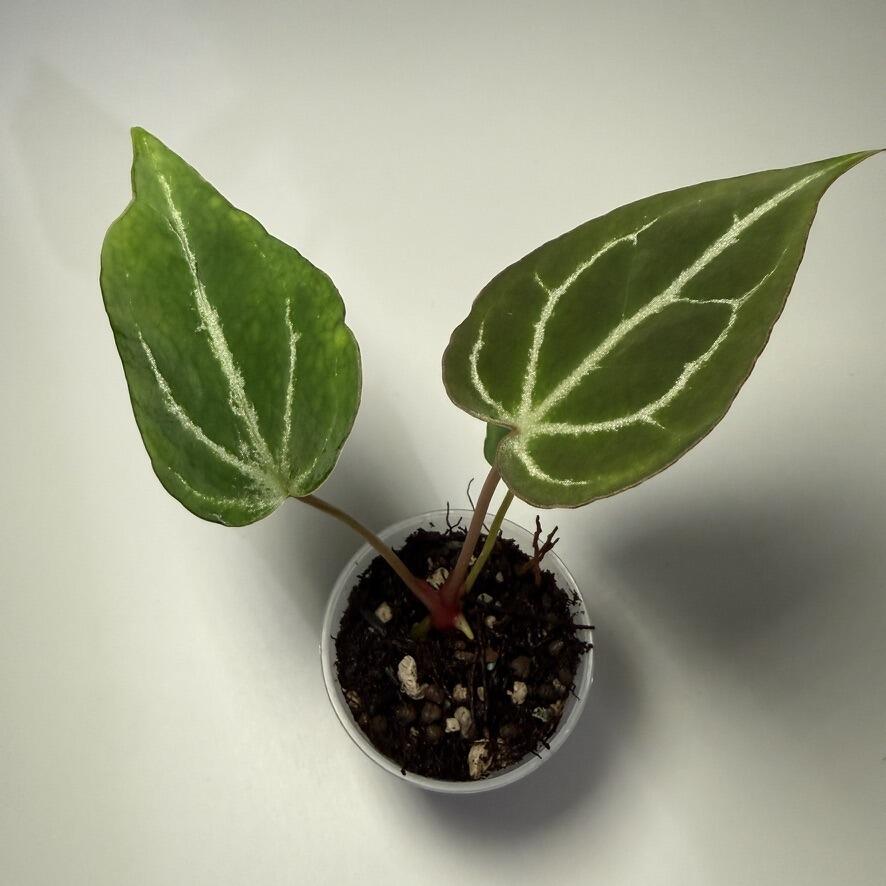 Anthurium argyrostachyum